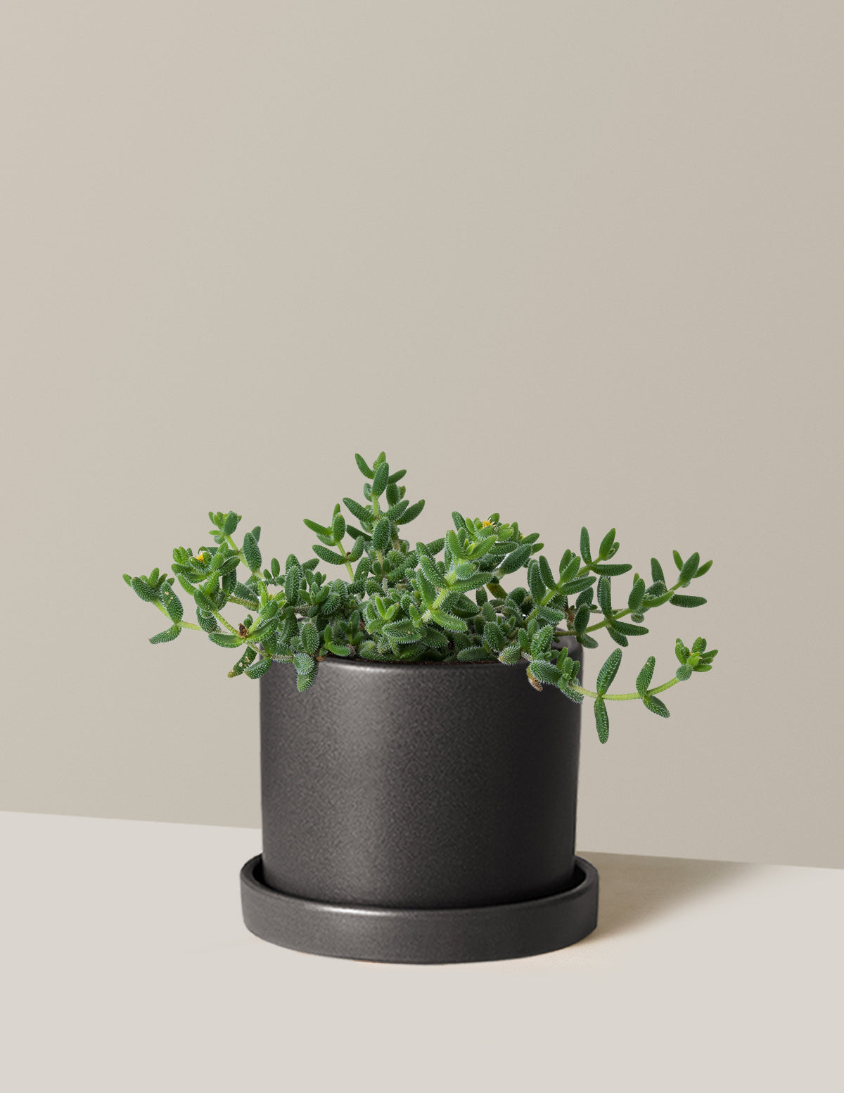 Pickle Plant