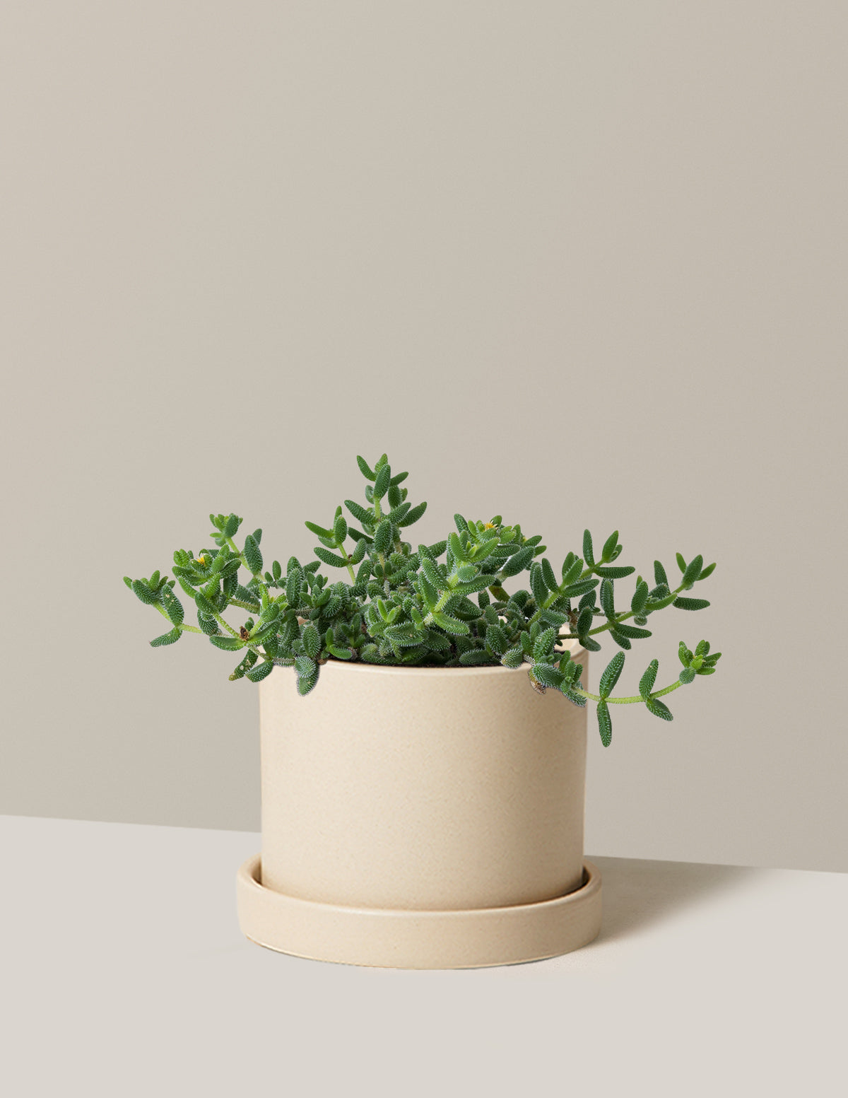 Pickle Plant