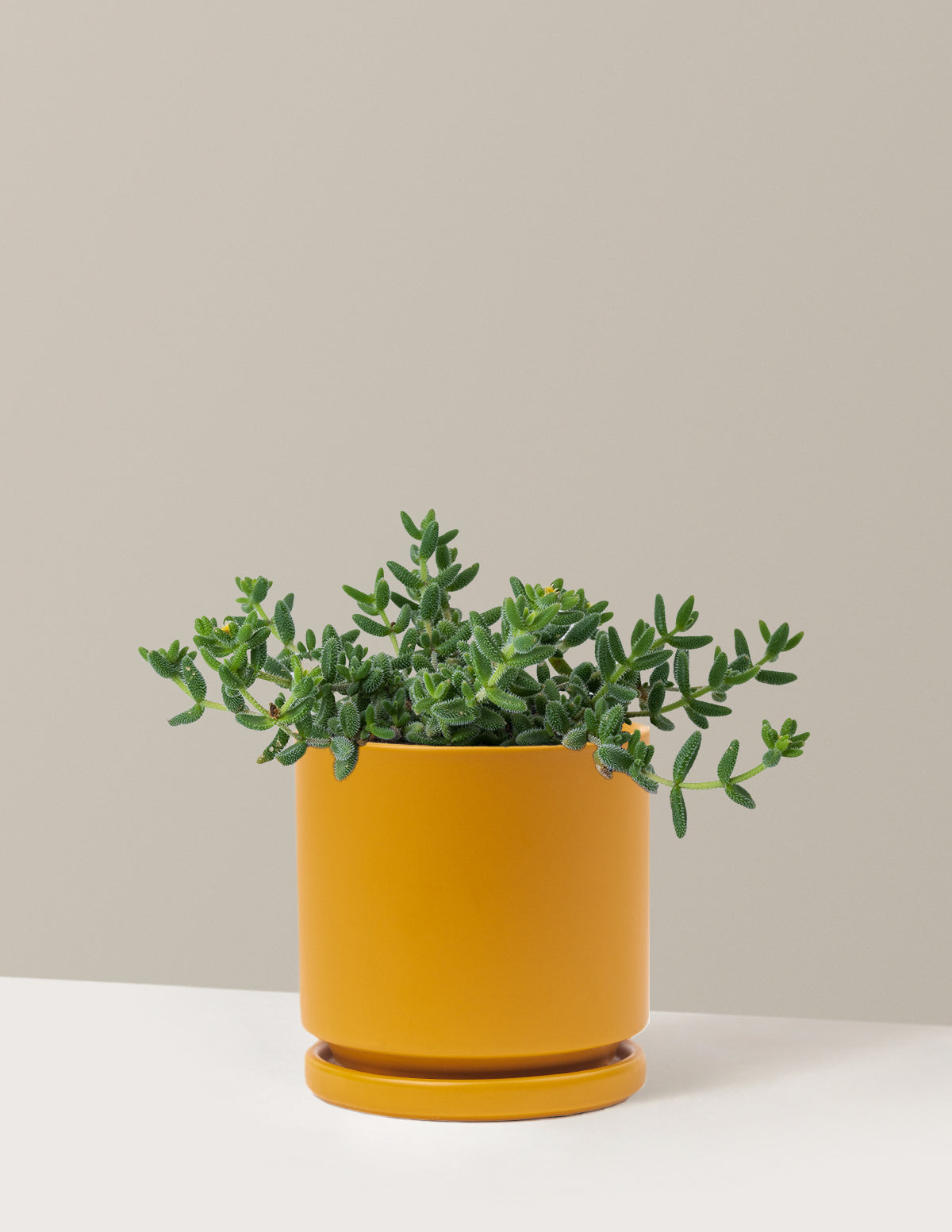 Pickle Plant