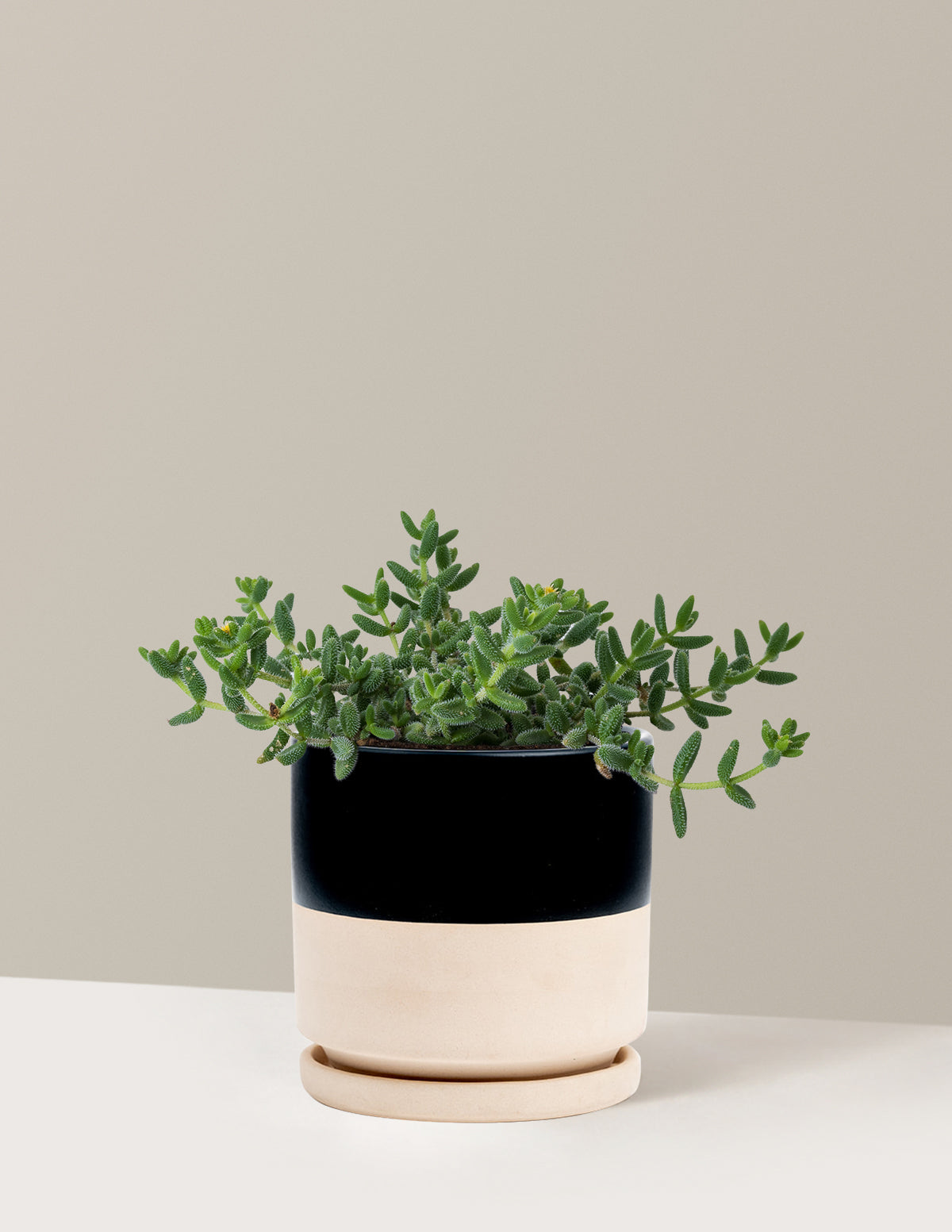 Pickle Plant