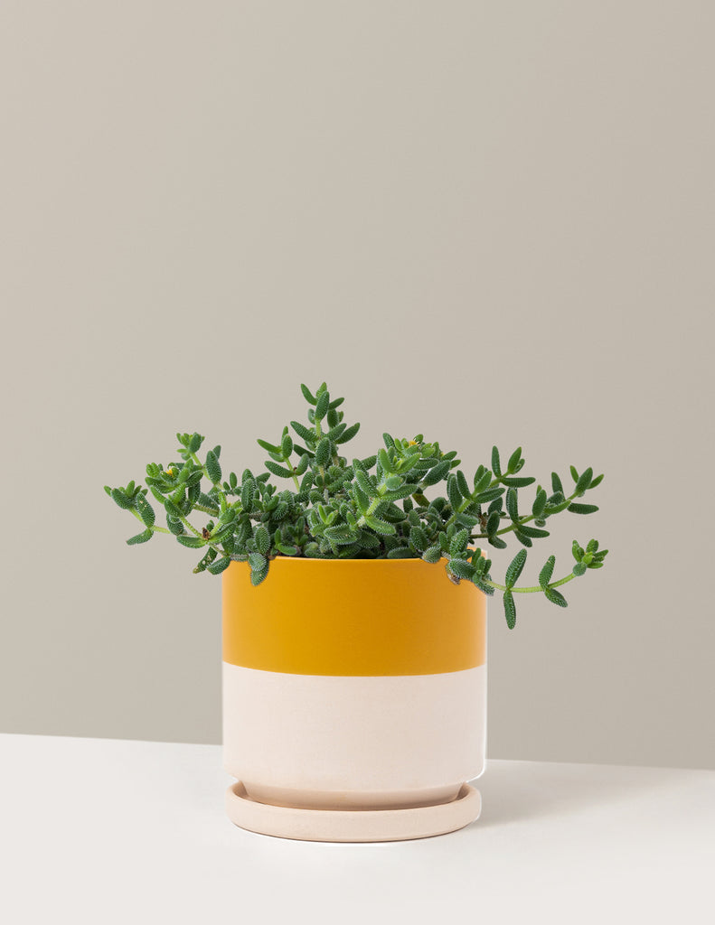 How to care for a Pickle Plant