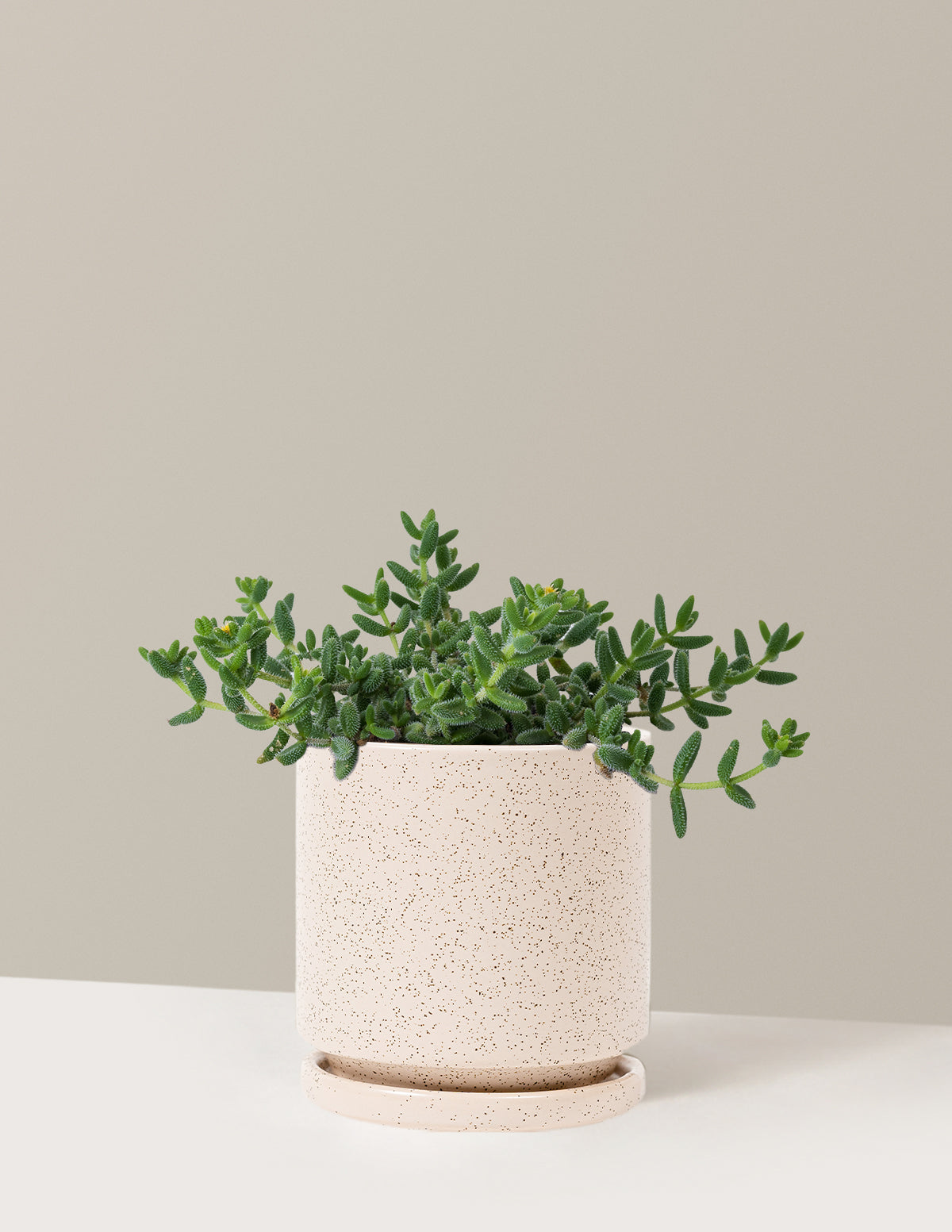 Pickle Plant