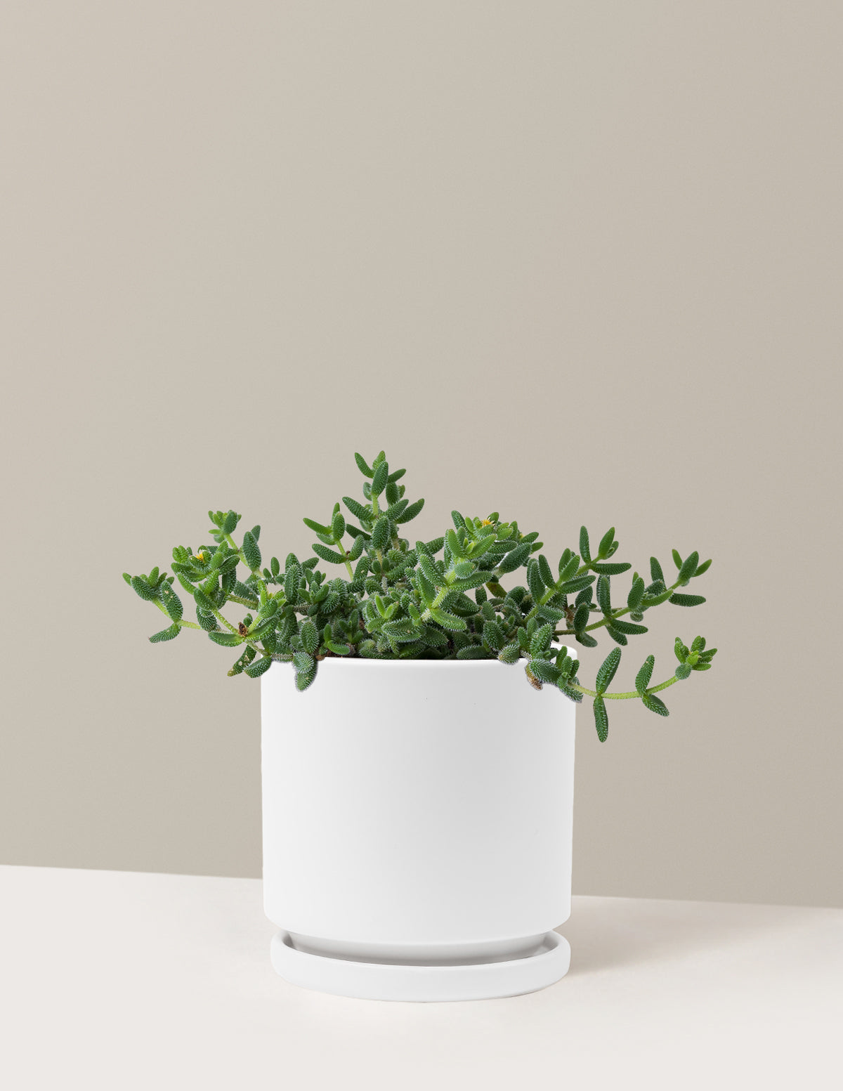 Pickle Plant