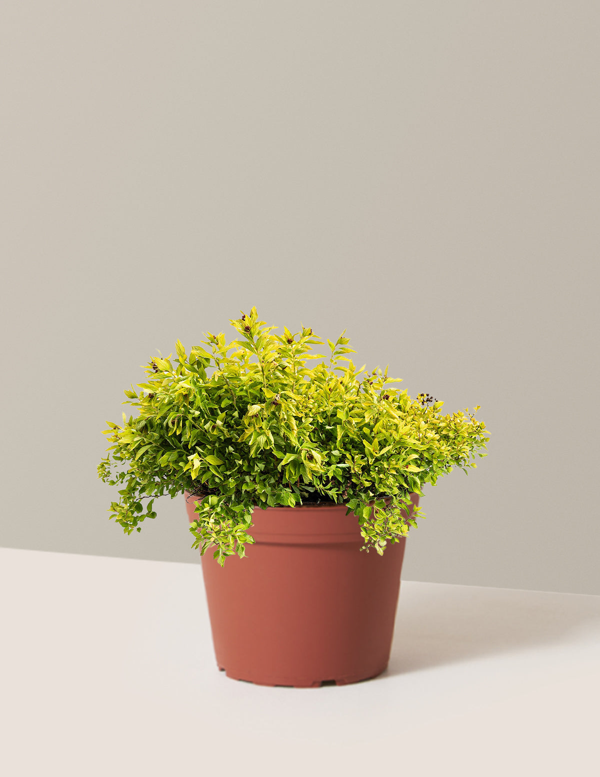 Pineapple Poprocks® Spiraea