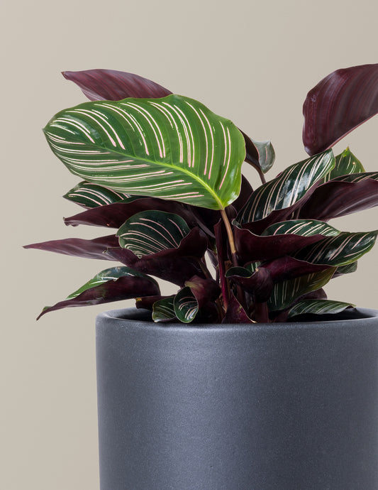 Calathea Pinstripe