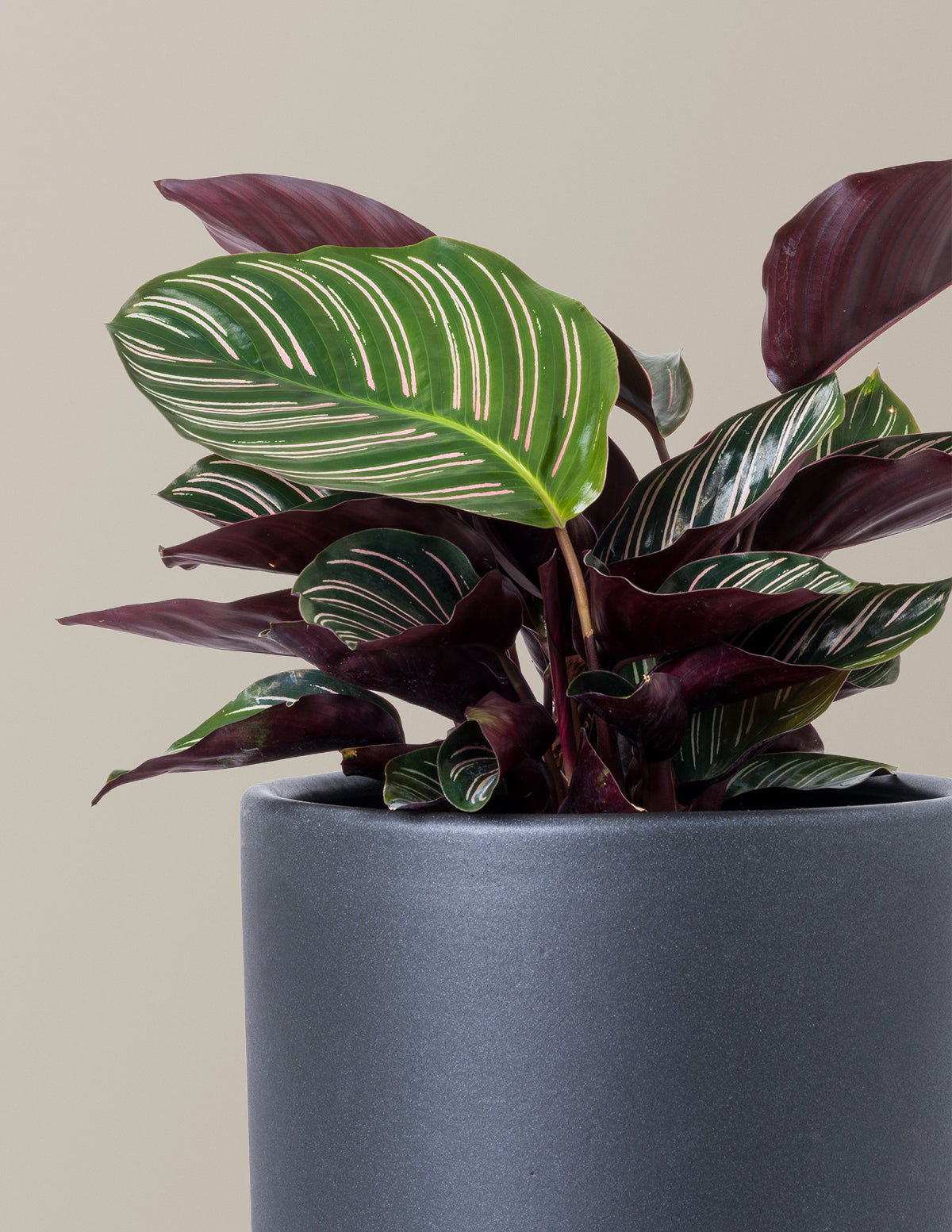 prayer plant pink stripes Calathea Pinstripe