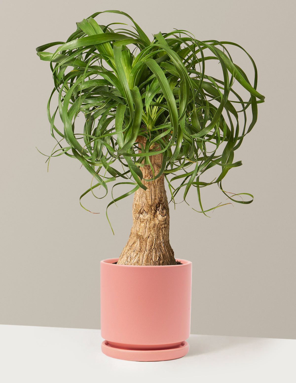 ponytail palm delivery Ponytail Palm Houseplant with Planter - Large (20"-28" tall) Granite Planter
