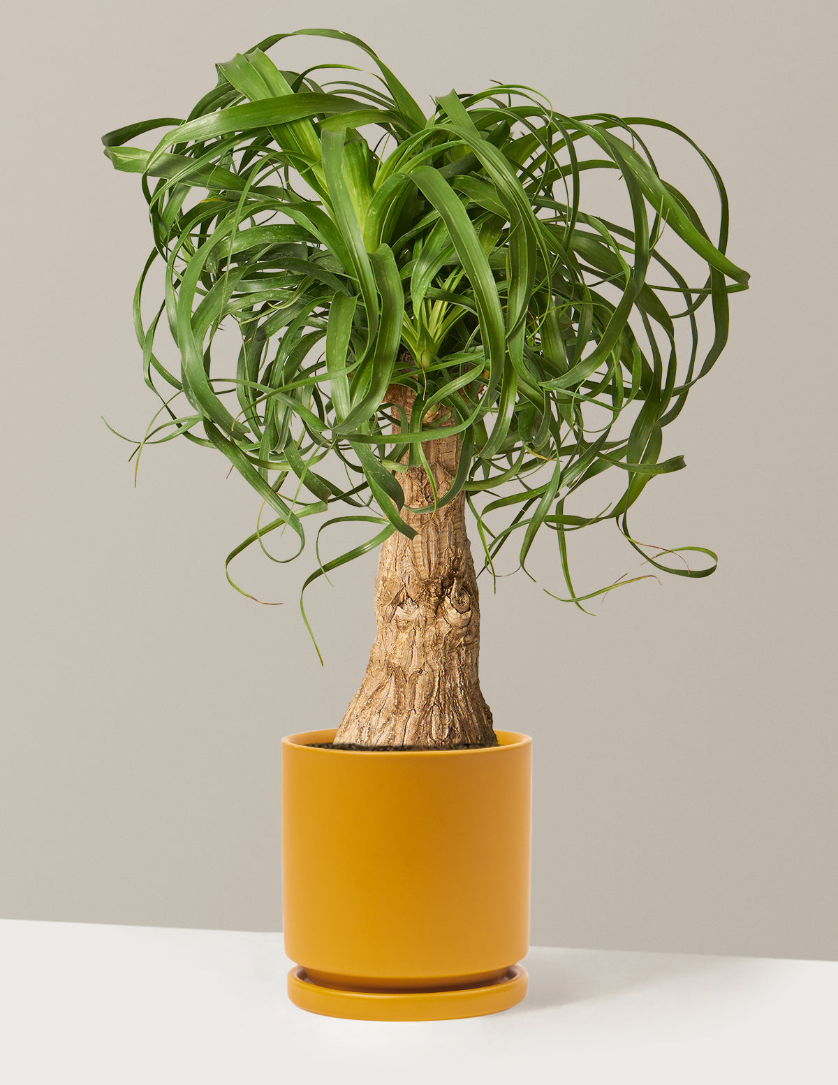Ponytail Palm
