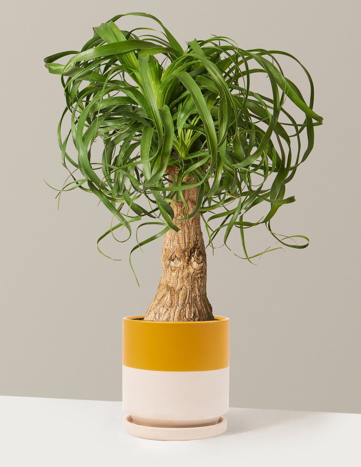 Ponytail Palm