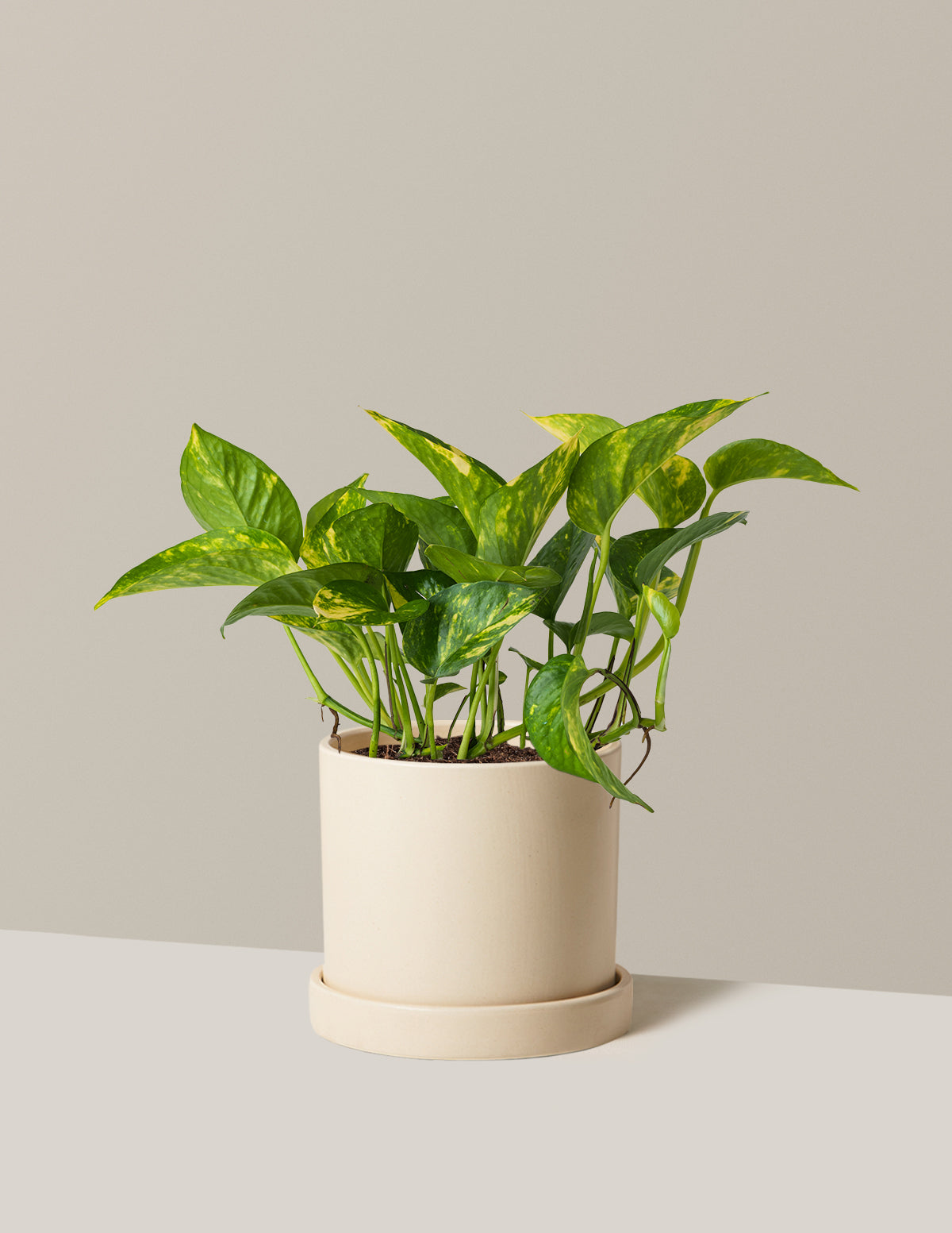 Golden Pothos
