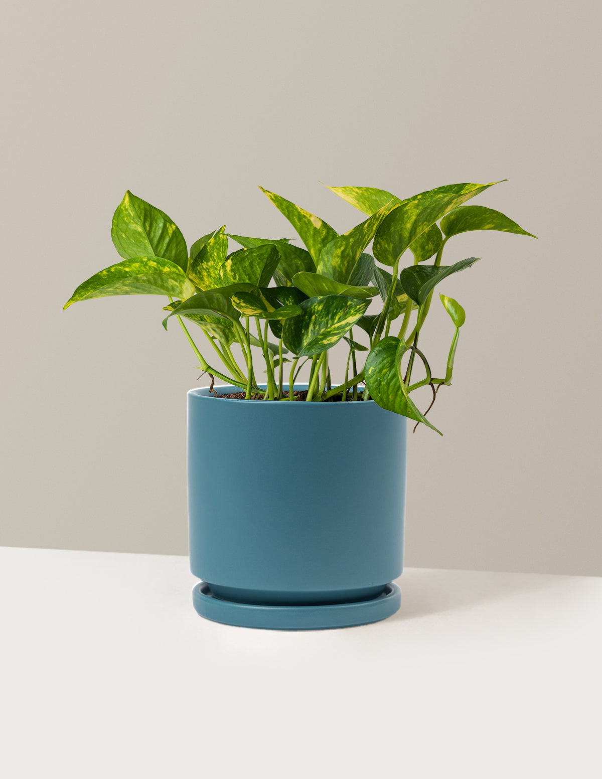Golden Pothos