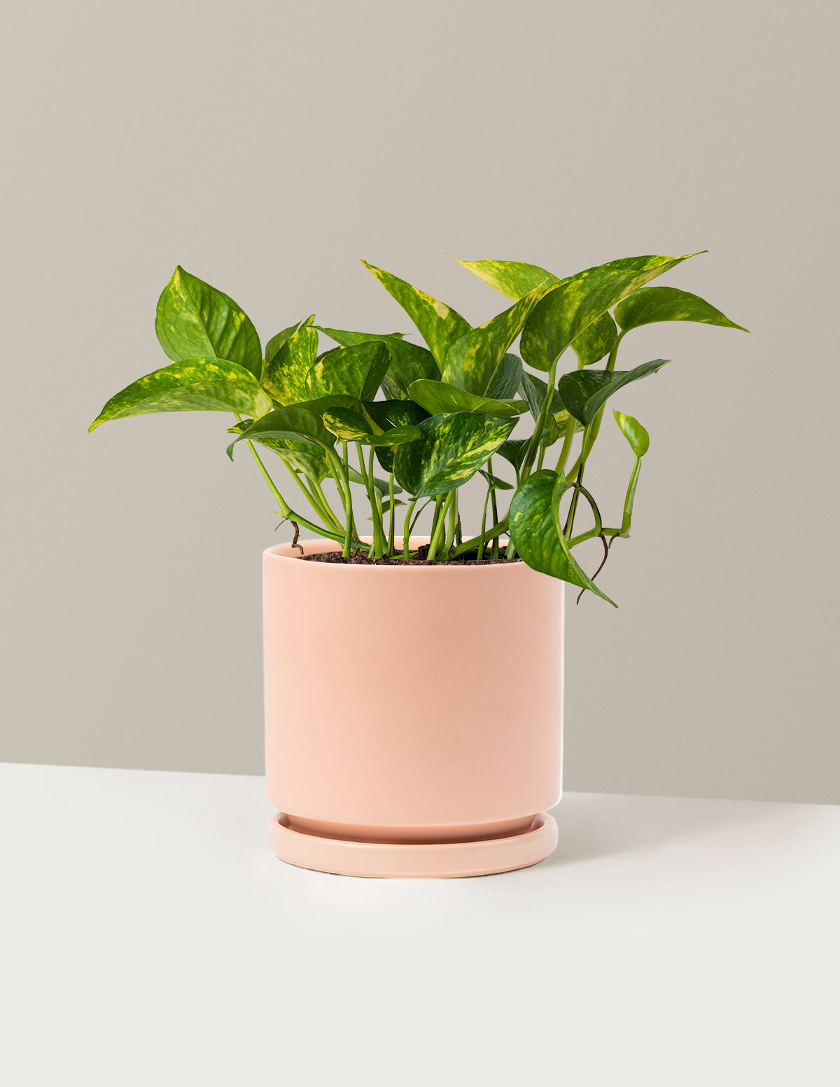 Golden Pothos