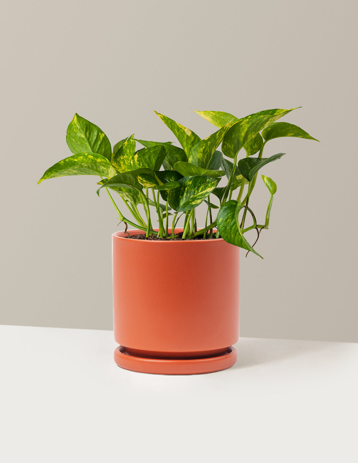 Golden Pothos
