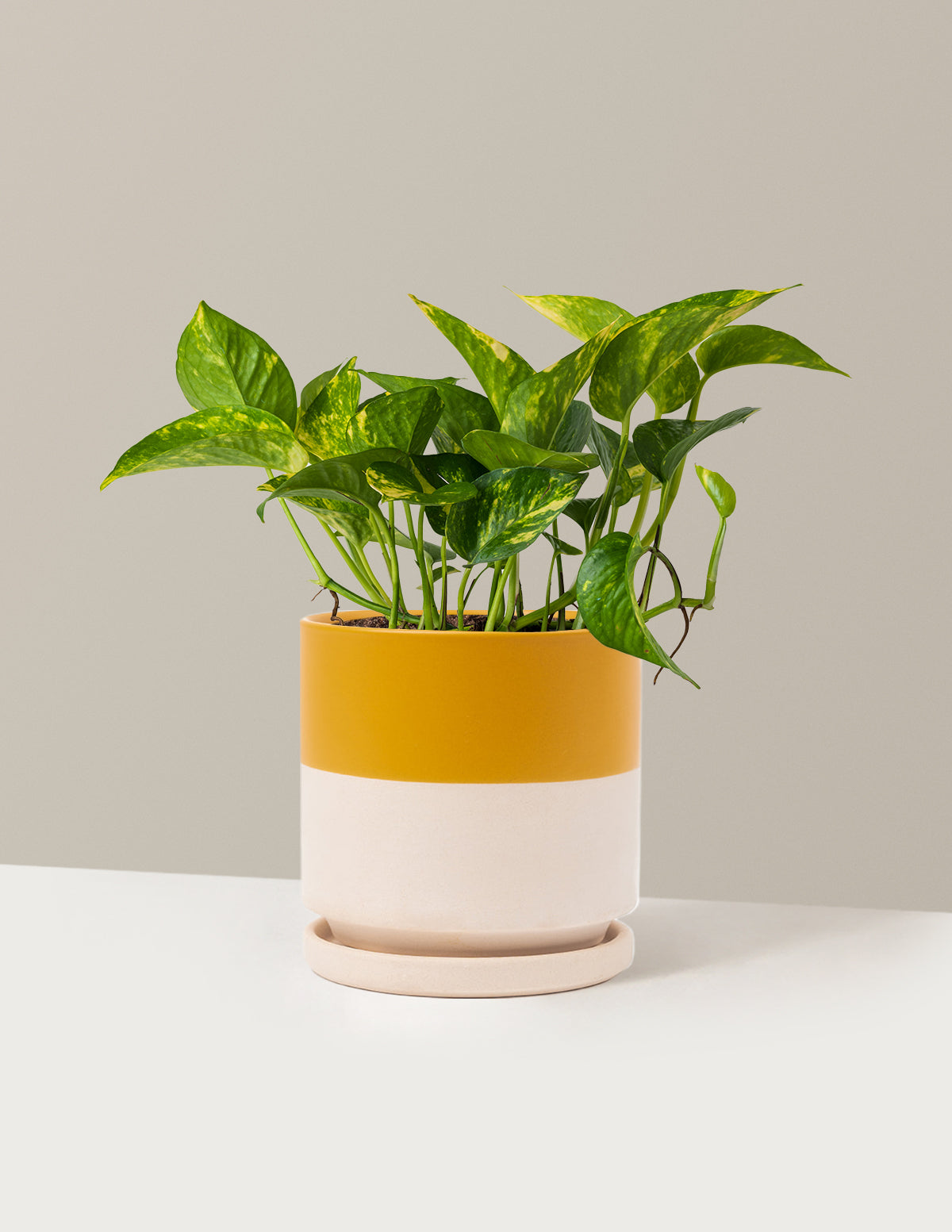 Golden Pothos