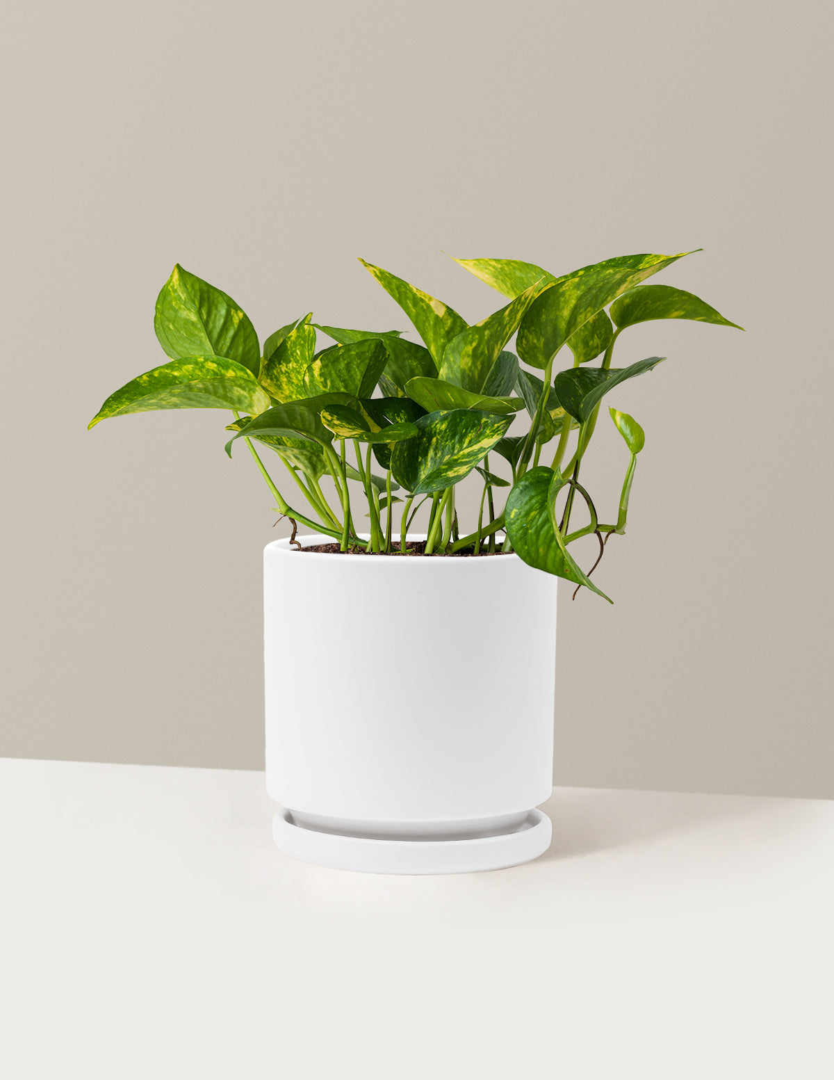 Golden Pothos