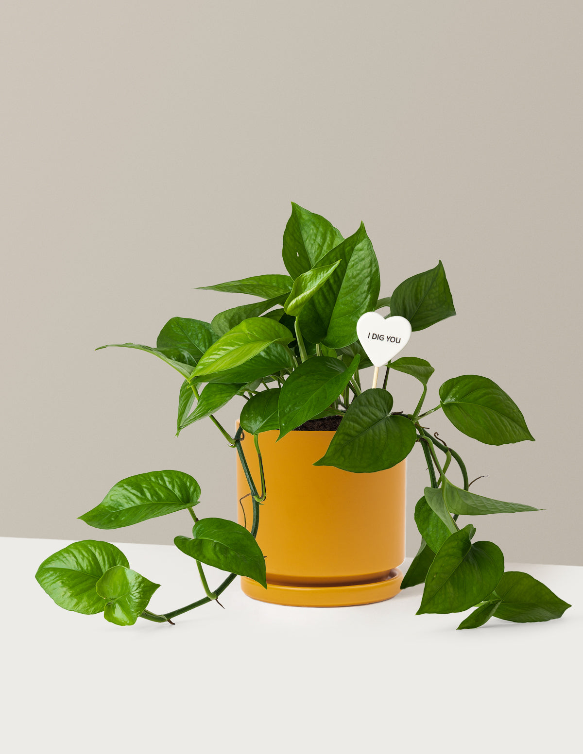 Happy Birthday Jade Pothos