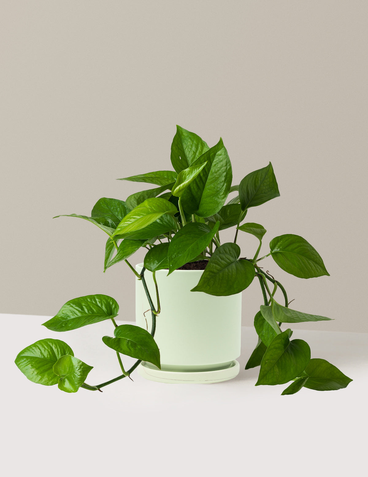Jade Pothos