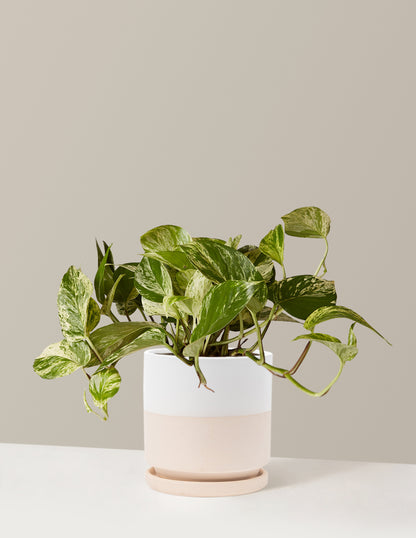 Pothos Marble Queen
