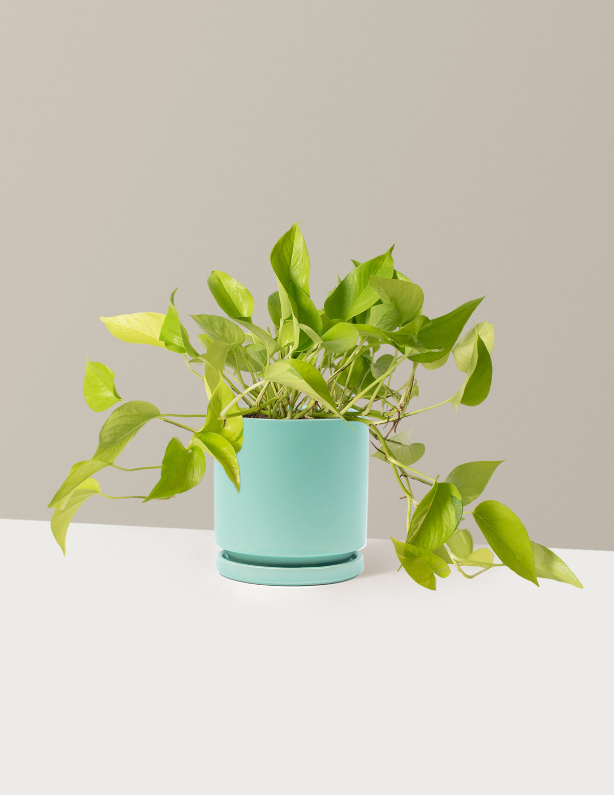 Pothos Neon