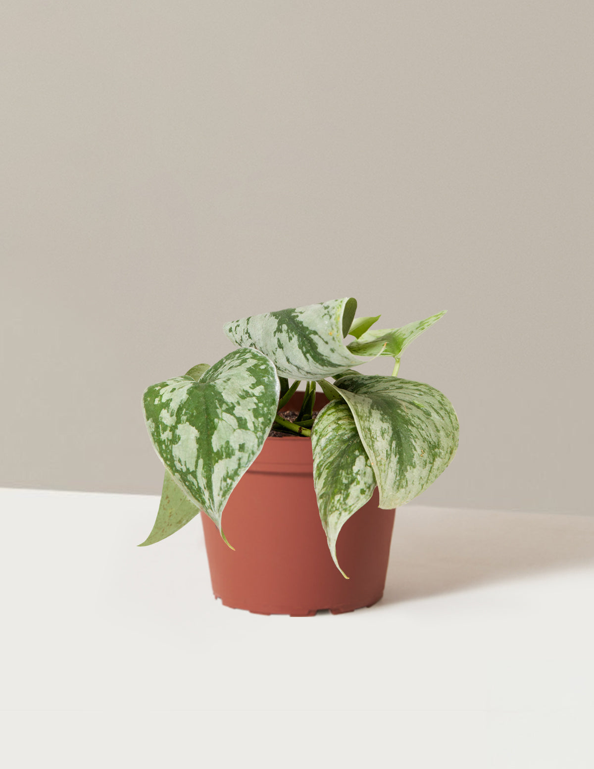 Satin Pothos