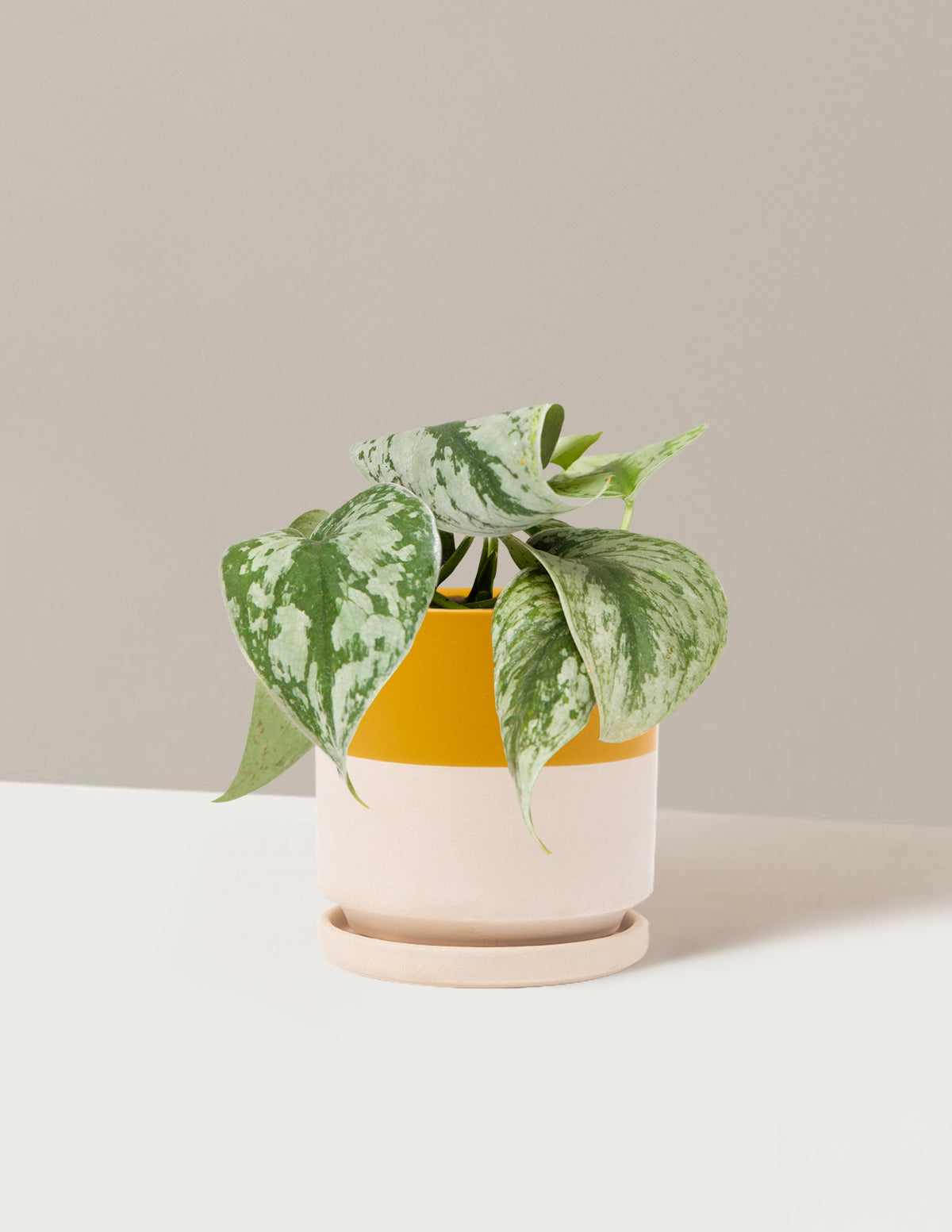 Satin Pothos