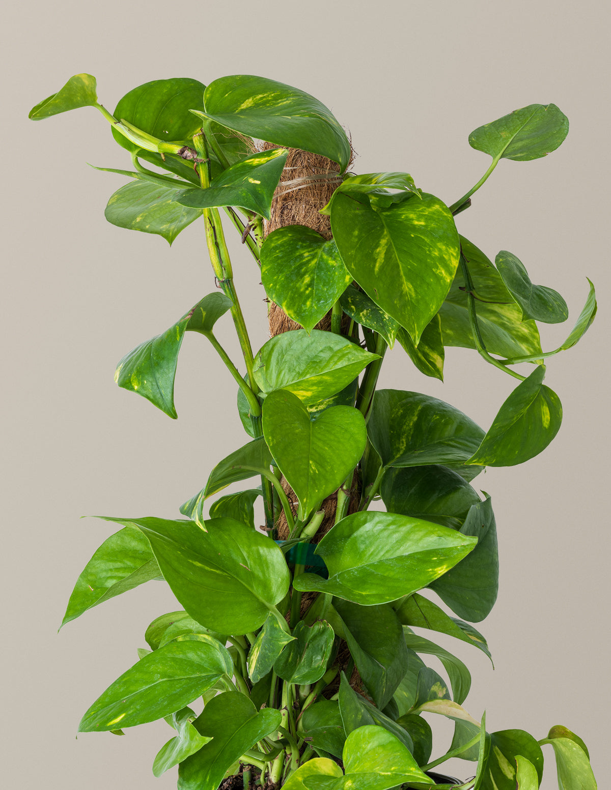 Golden Pothos Totem