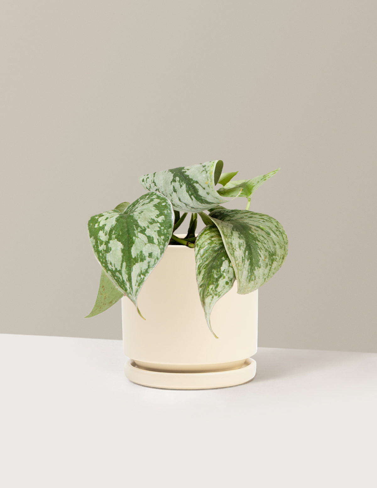 Pothos Sterling Silver
