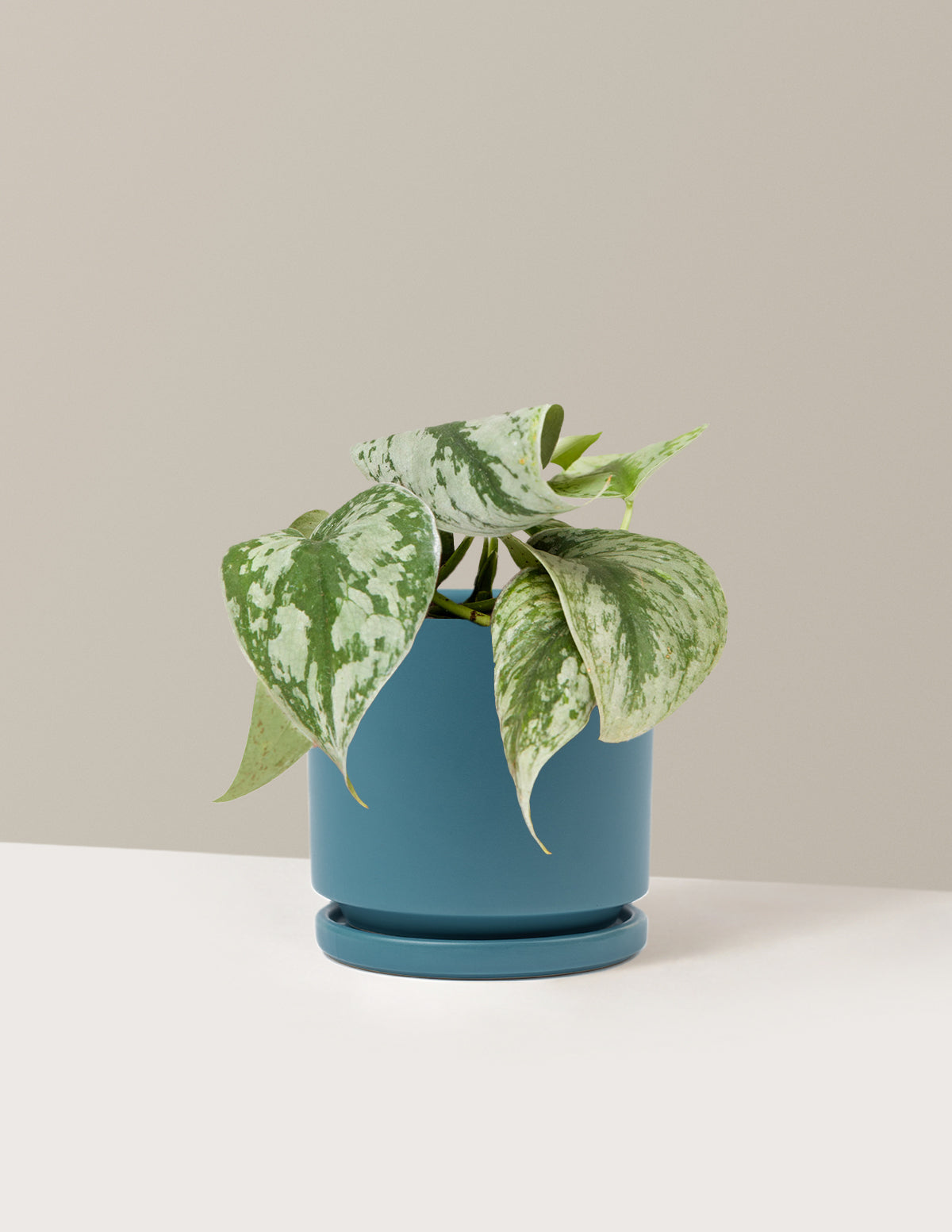 Pothos Sterling Silver