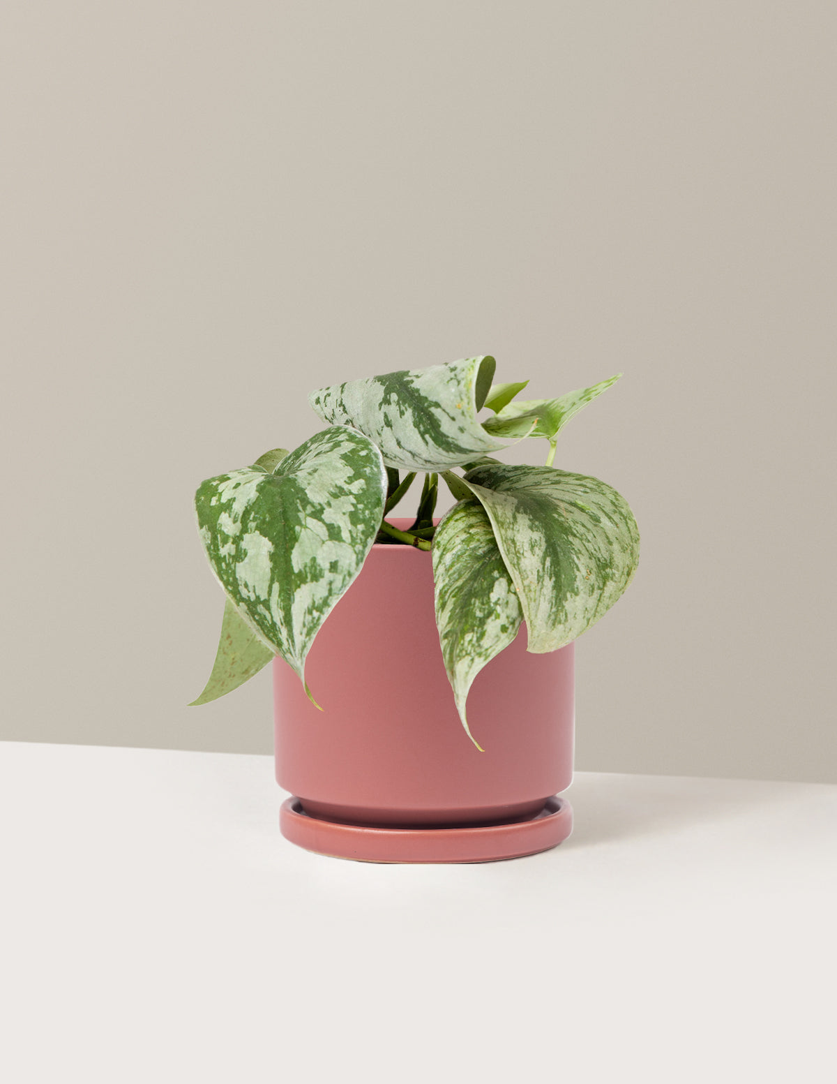 Pothos Sterling Silver