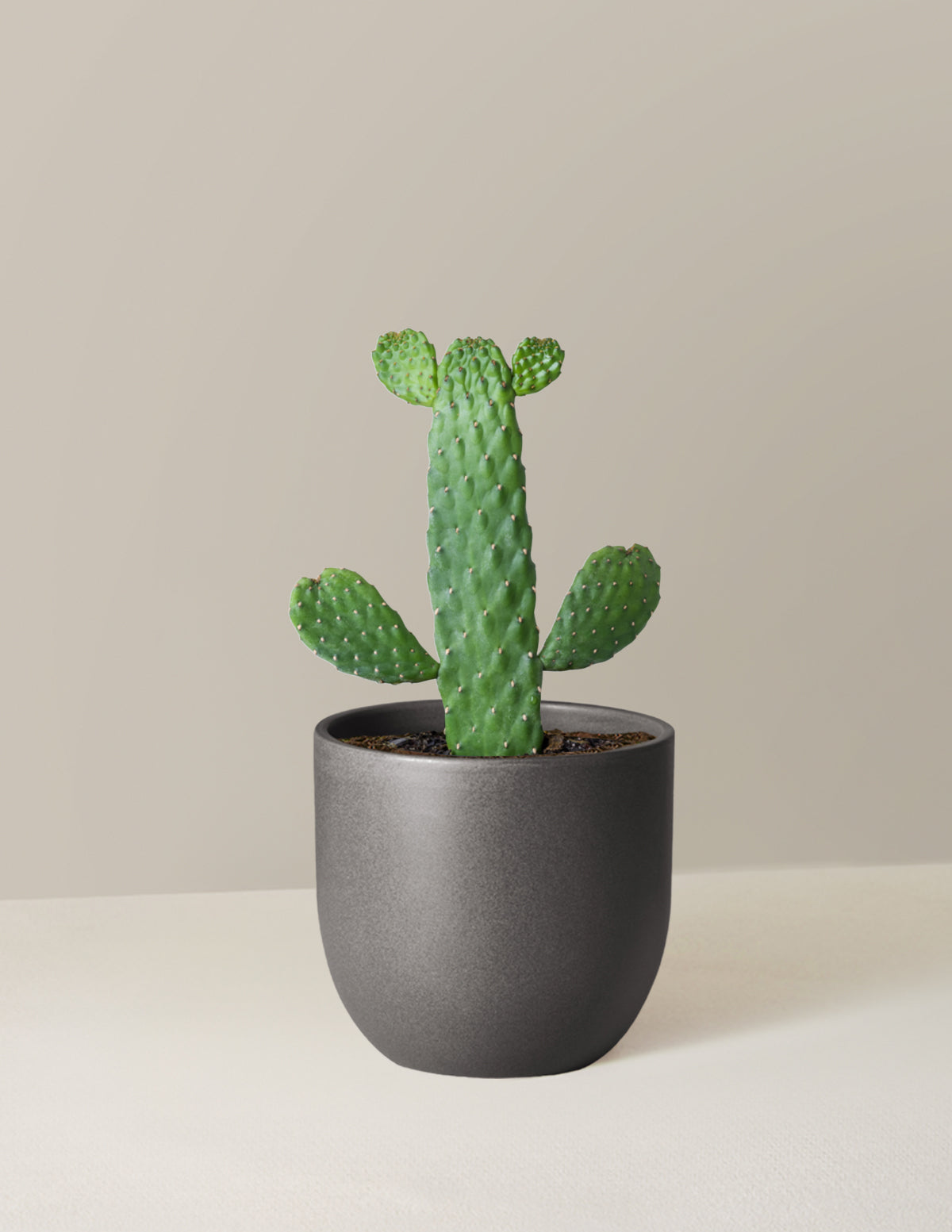 Prickly Pear Cactus Joseph's Coat