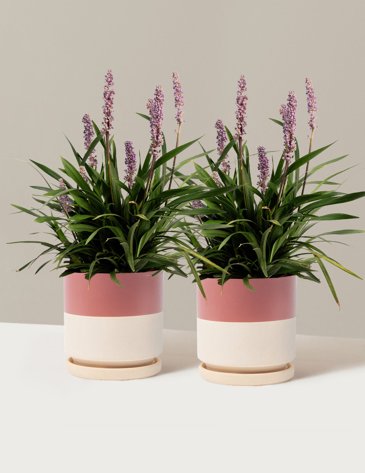 Purple Explosion™ Lilyturf