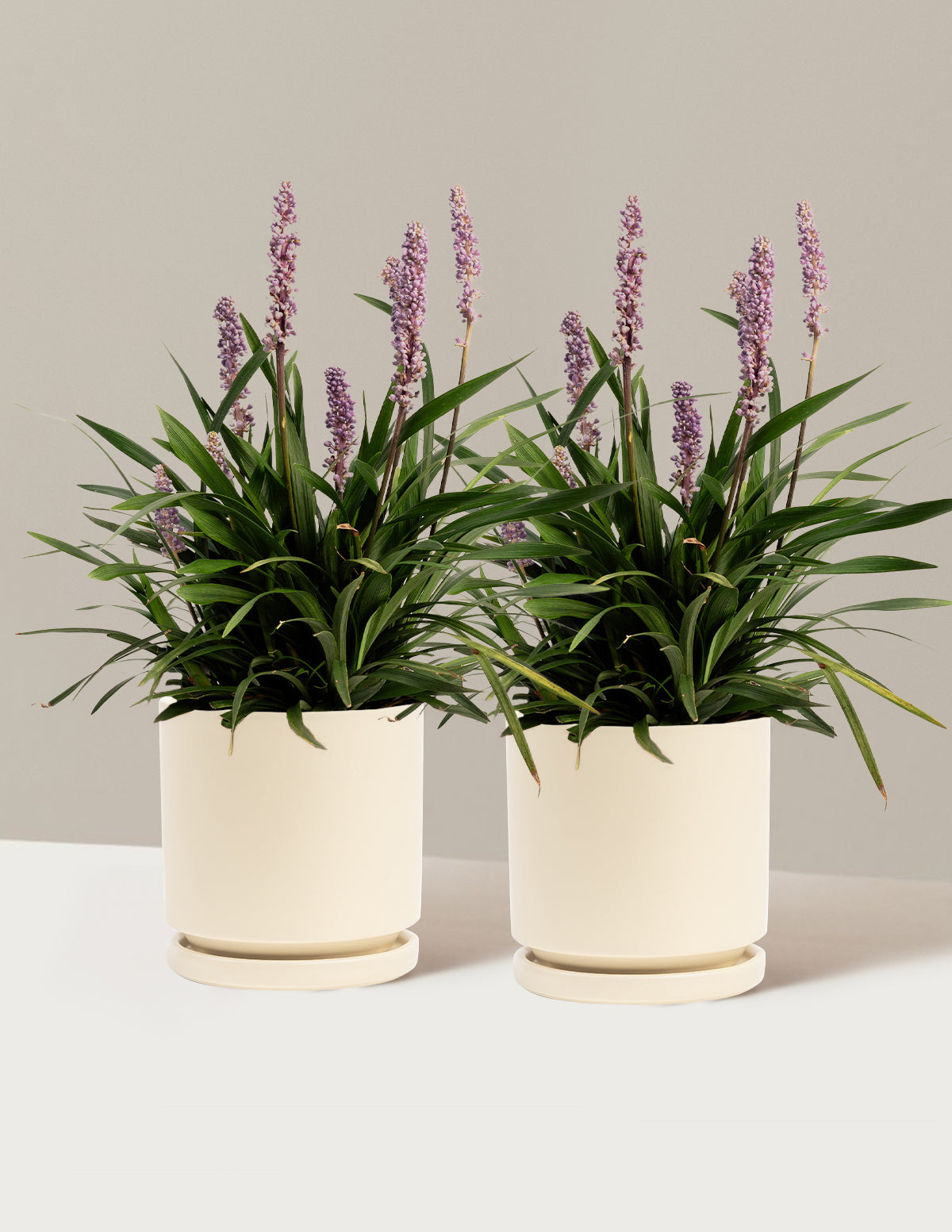 Purple Explosion™ Lilyturf