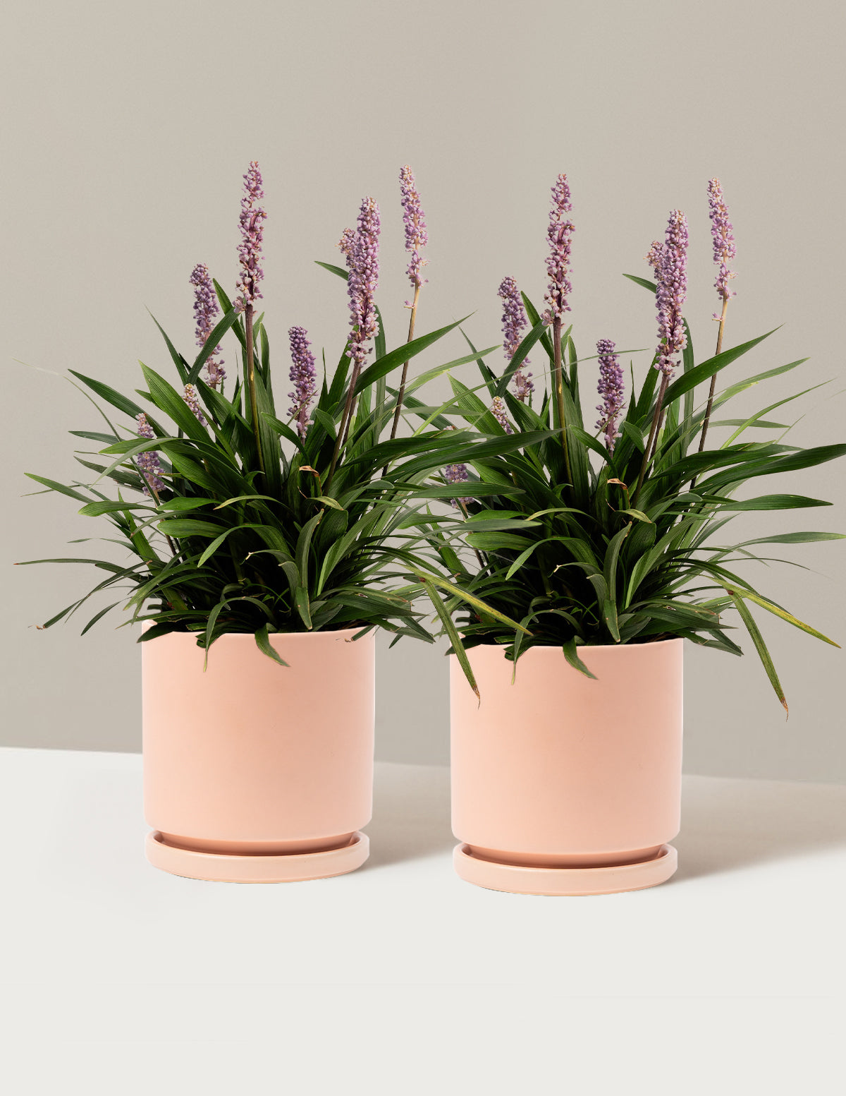 Purple Explosion™ Lilyturf