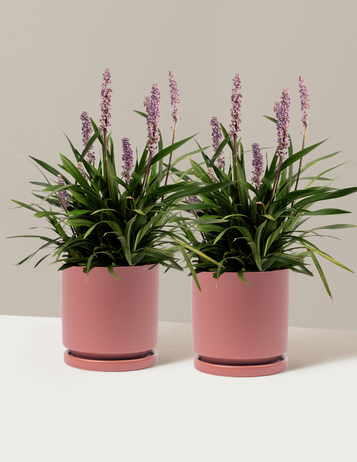Purple Explosion™ Lilyturf