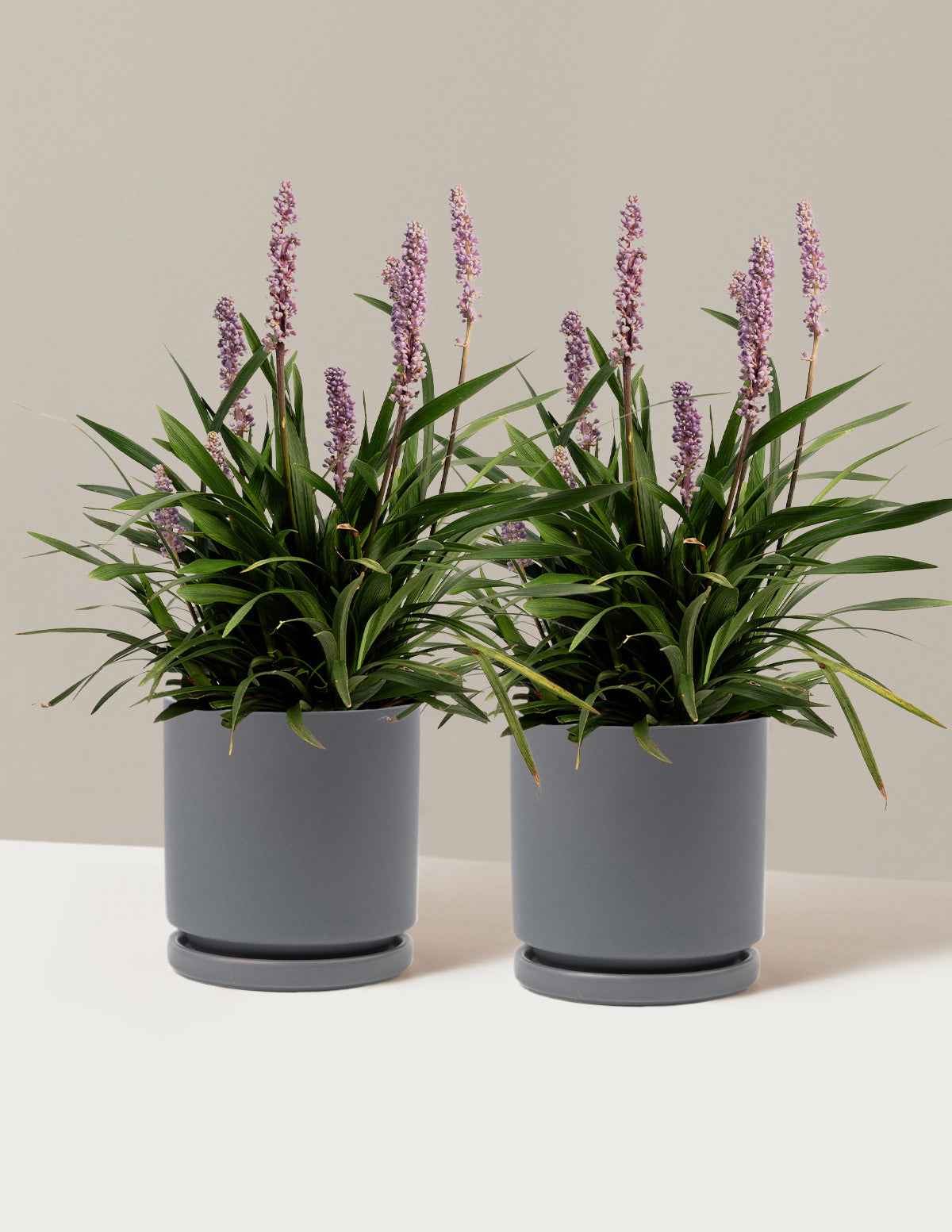 Purple Explosion™ Lilyturf