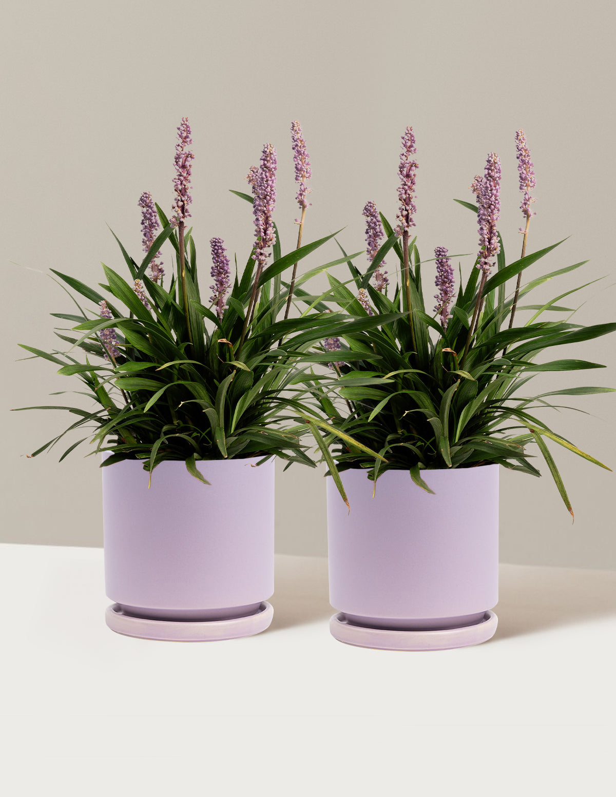Purple Explosion™ Lilyturf