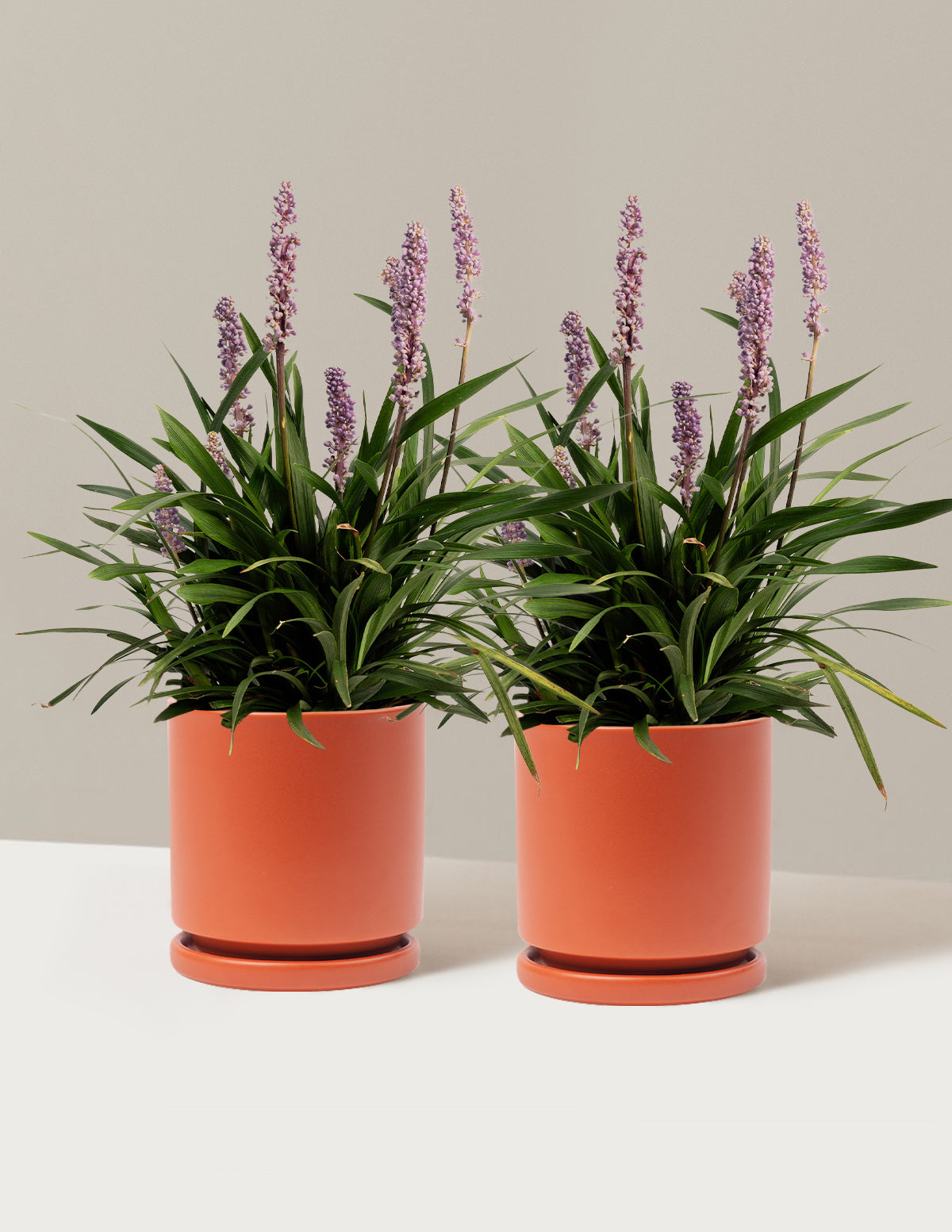 Purple Explosion™ Lilyturf