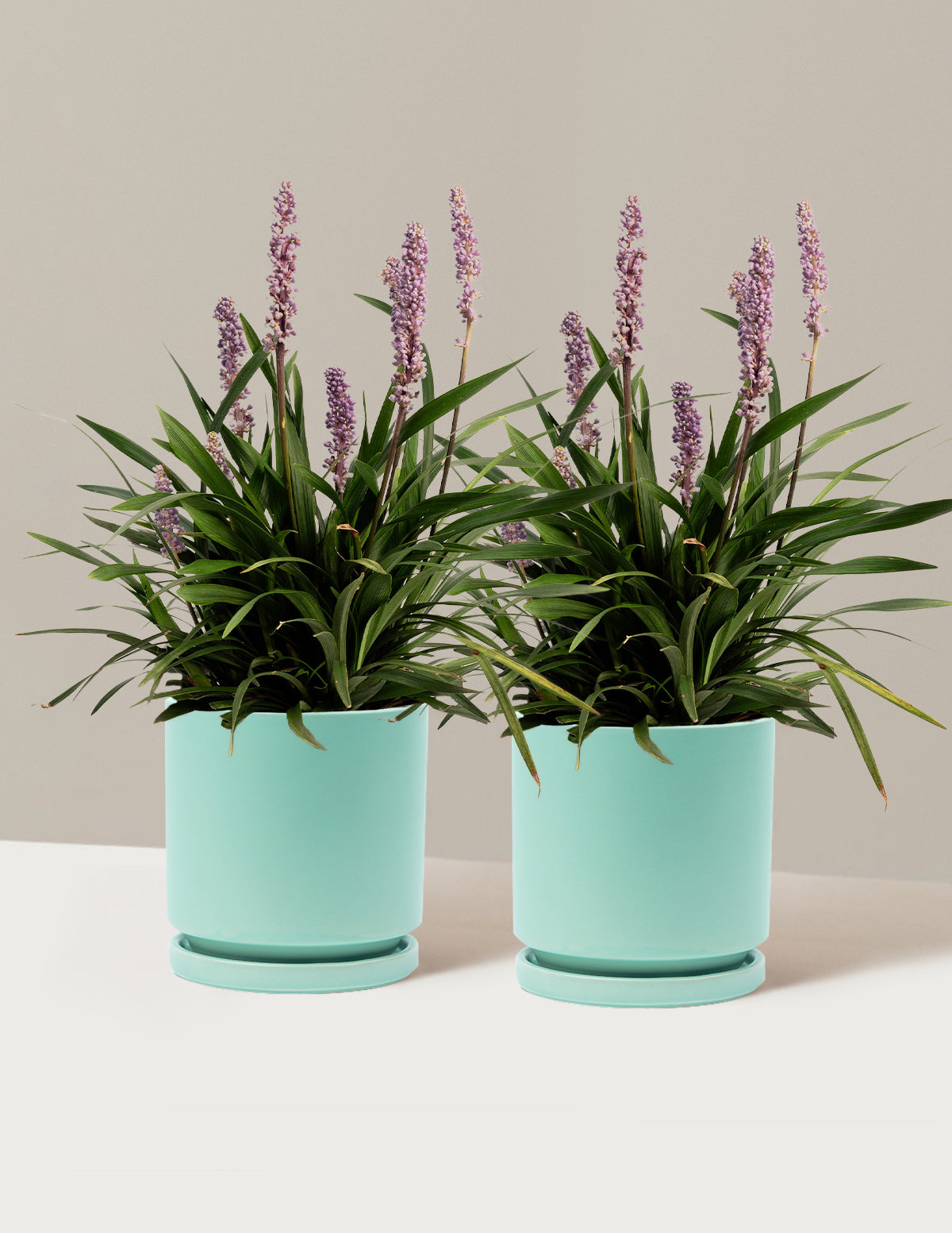 Purple Explosion™ Lilyturf