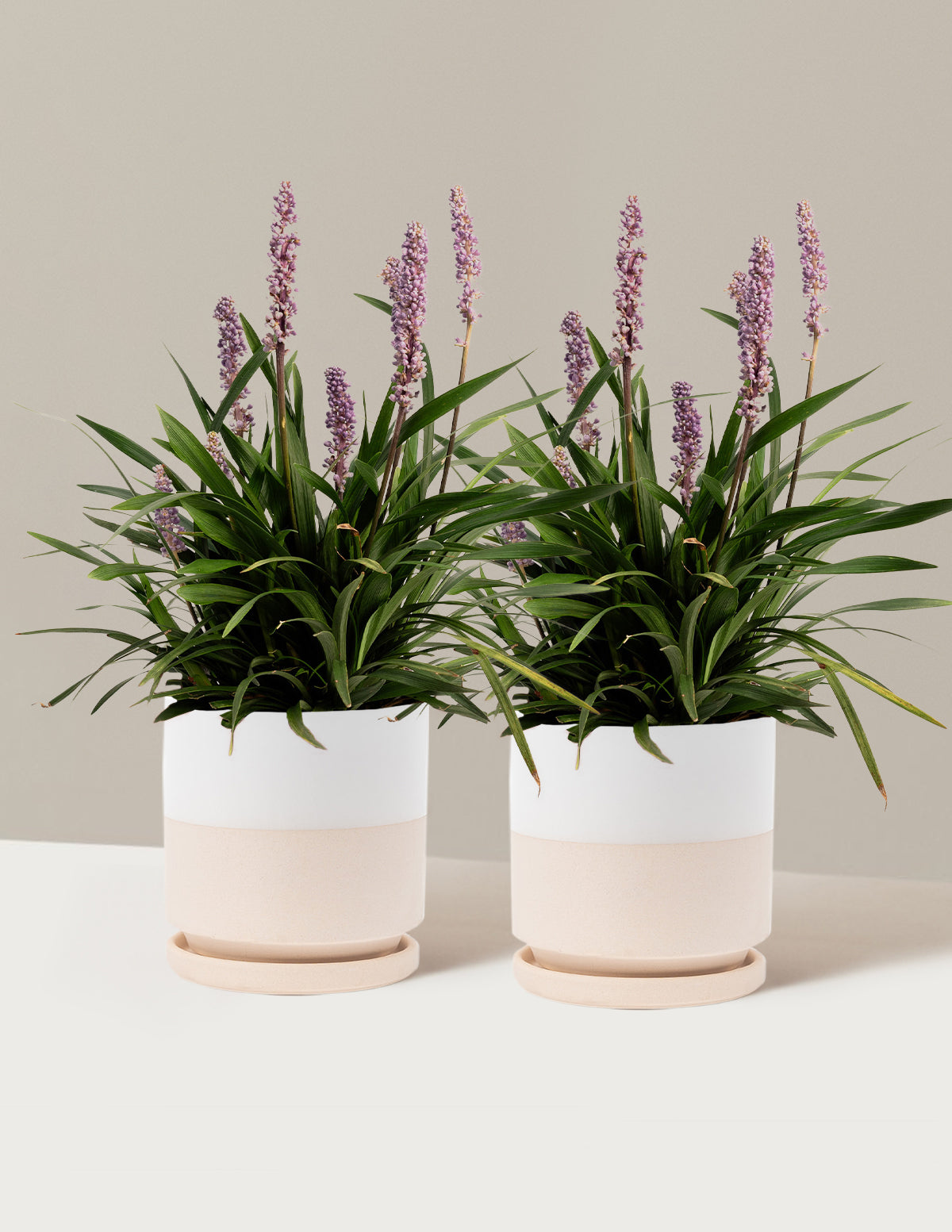 Purple Explosion™ Lilyturf