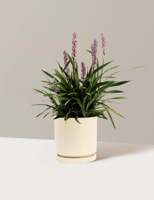 Purple Explosion™ Lilyturf