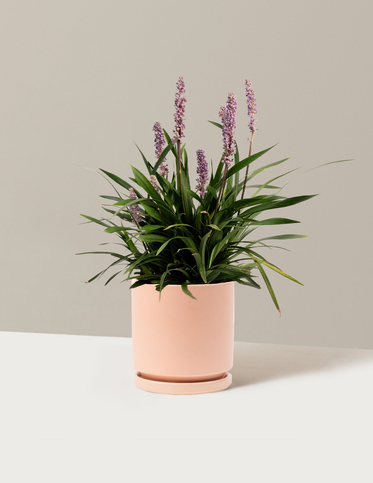 Purple Explosion™ Lilyturf