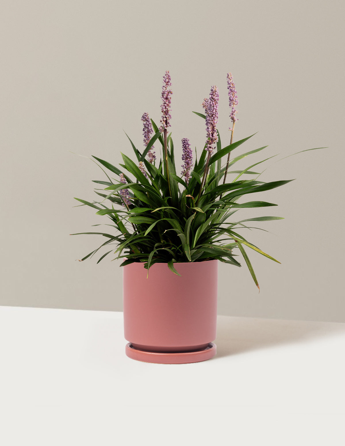 Purple Explosion™ Lilyturf