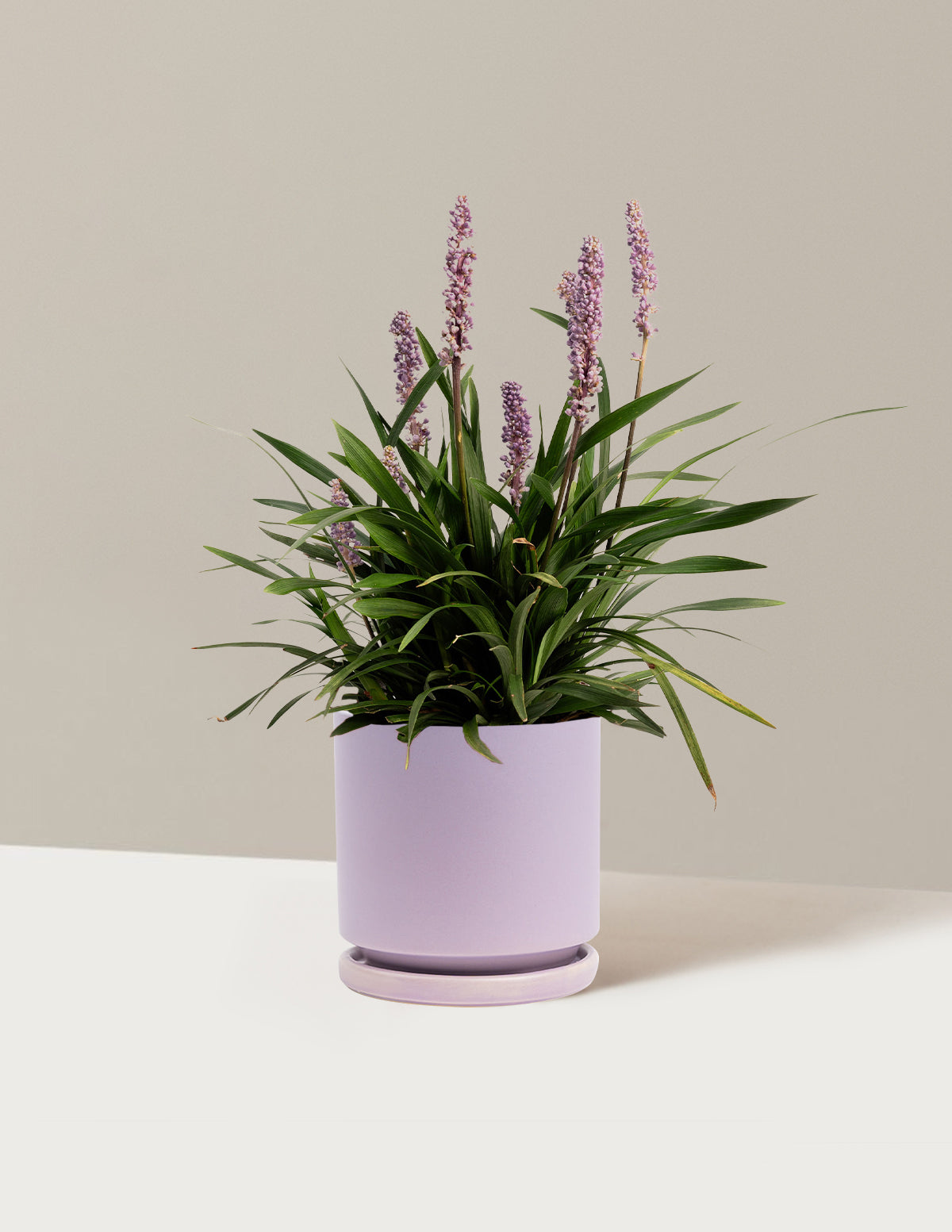 Purple Explosion™ Lilyturf