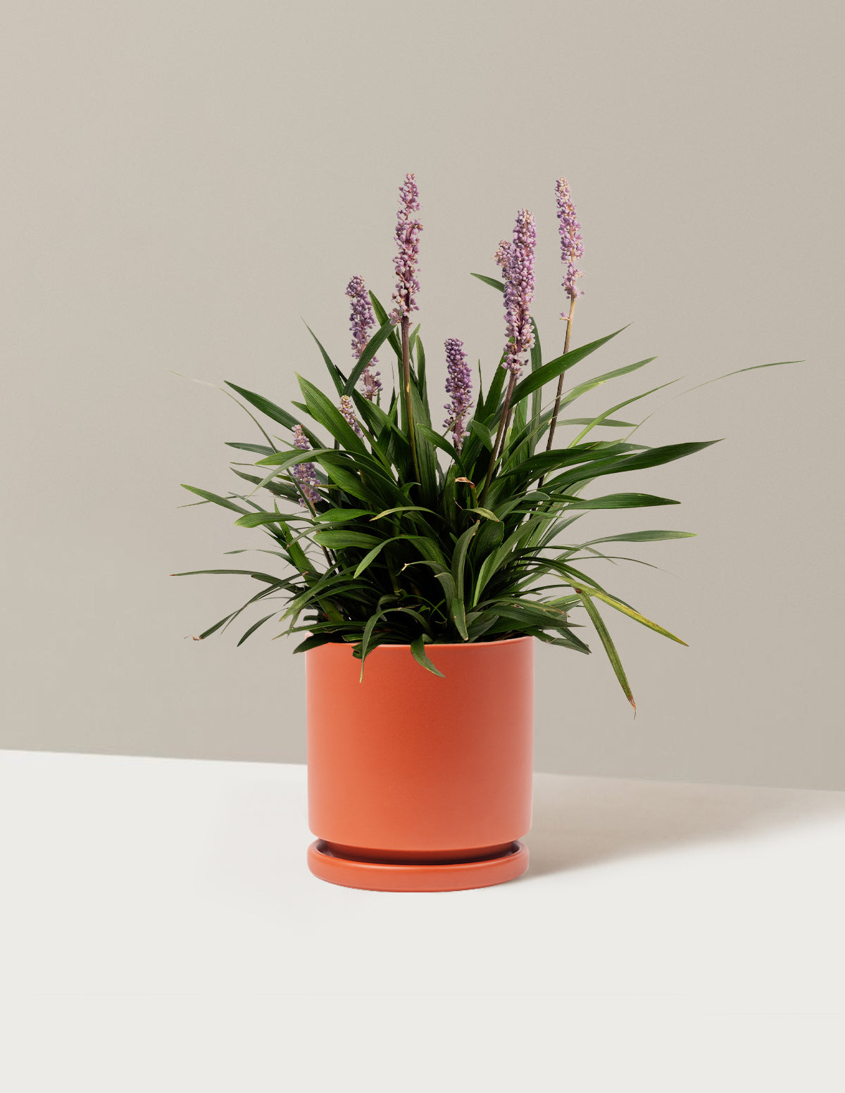 Purple Explosion™ Lilyturf