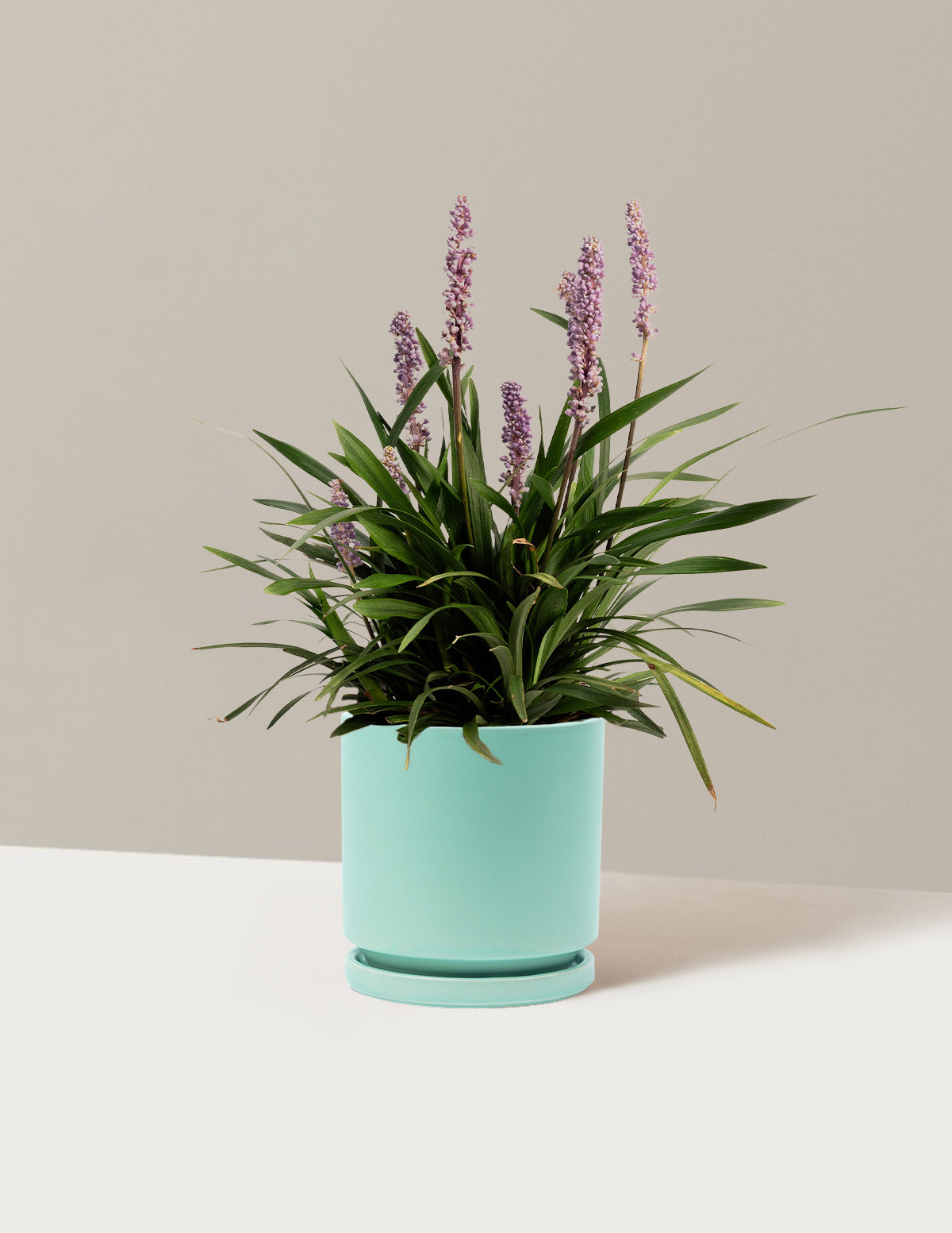 Purple Explosion™ Lilyturf