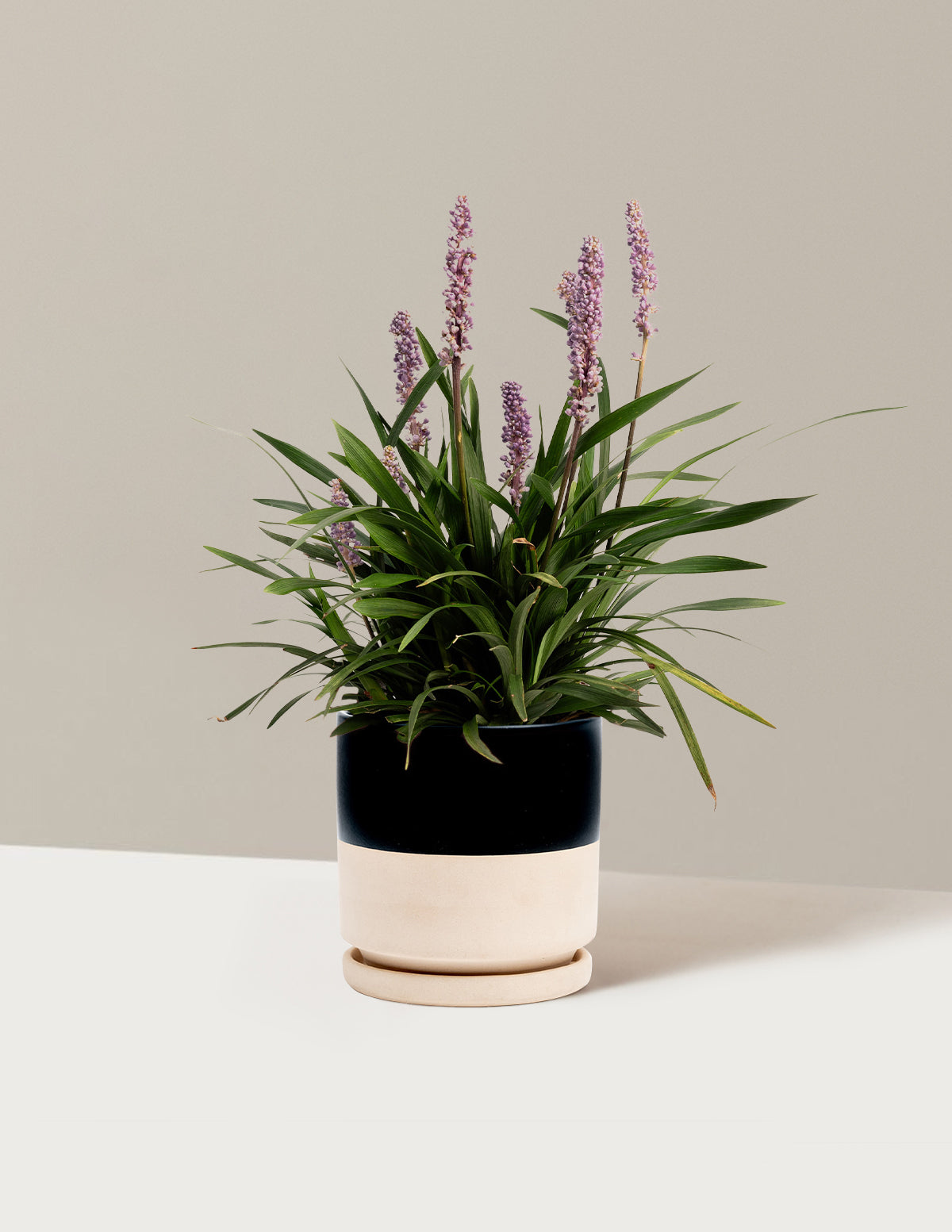 Purple Explosion™ Lilyturf