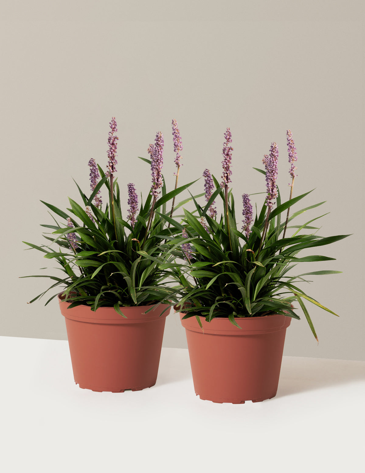 Purple Explosion™ Lilyturf