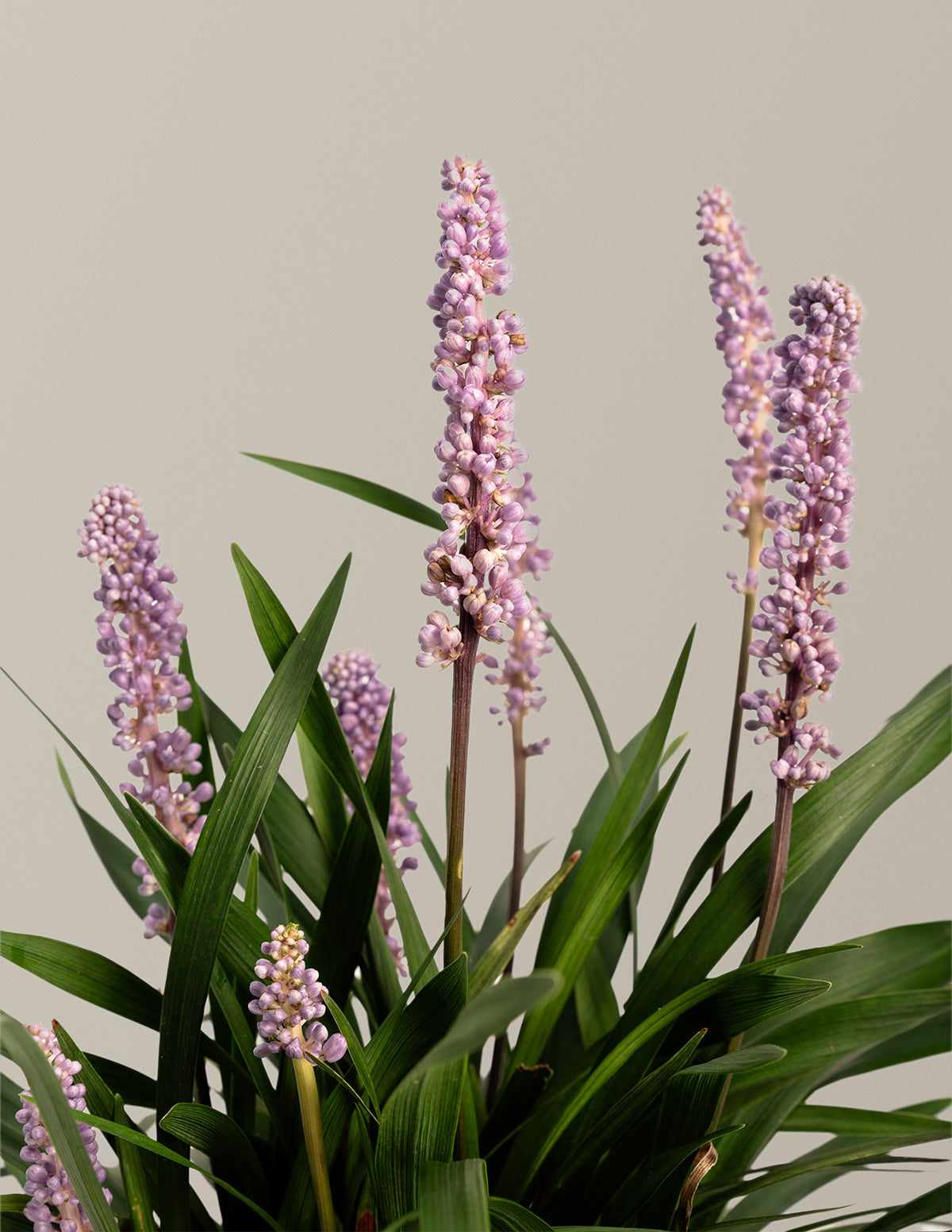 Purple Explosion™ Lilyturf