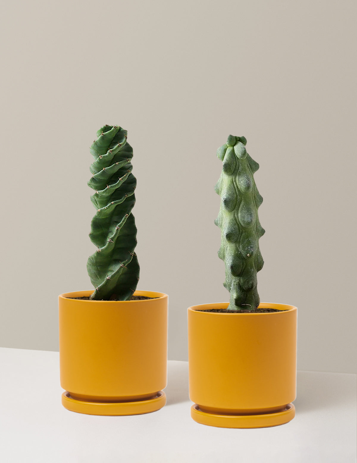 The Rare Cactus Duo