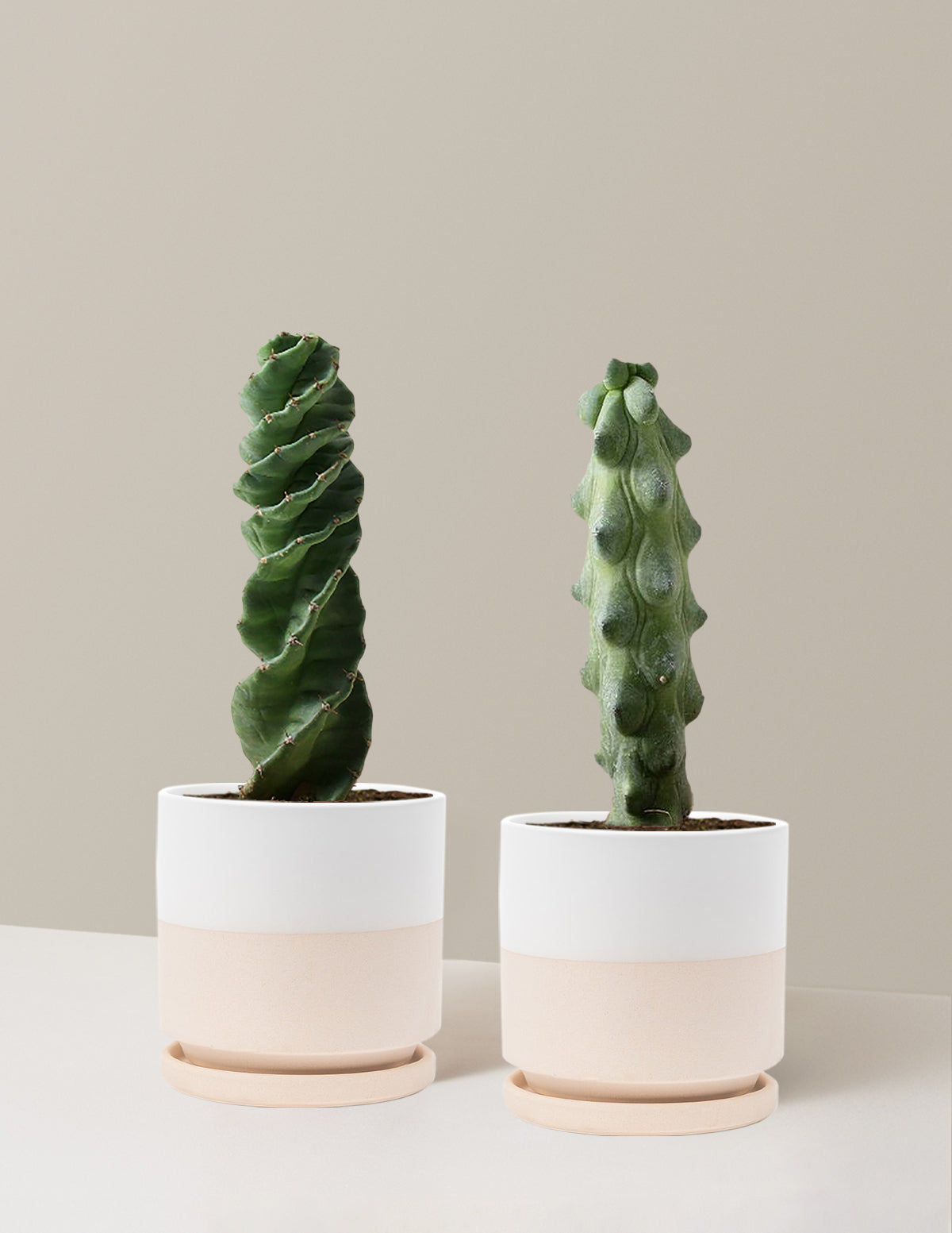 The Rare Cactus Duo